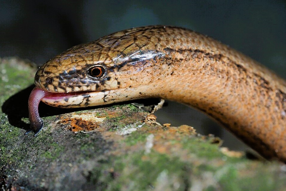 Thumbnail 3 Anguis veronensis