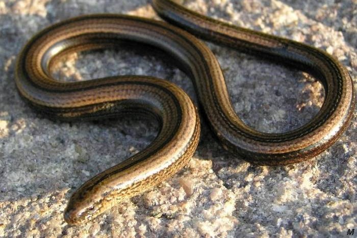 Thumbnail 4 Anguis veronensis