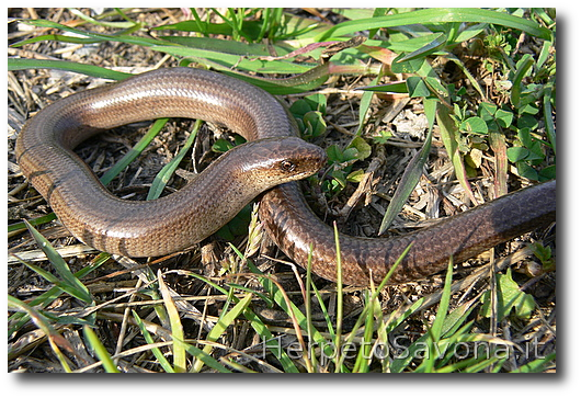 Thumbnail 5 Anguis veronensis