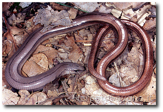 Thumbnail 8 Anguis veronensis