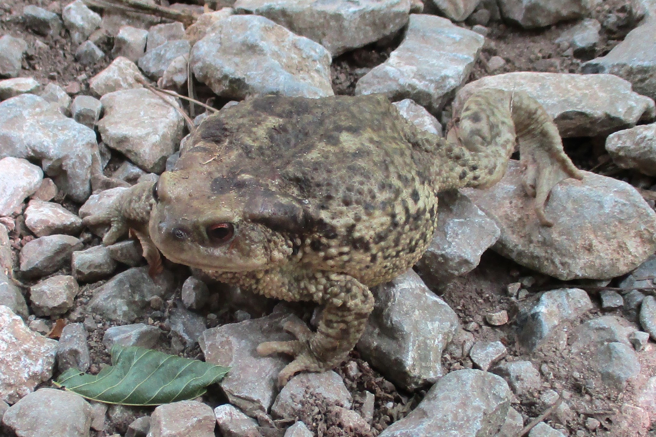 Bufo bufo - Bufo spinosus