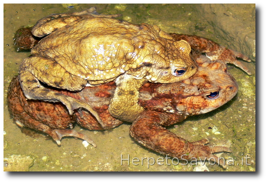 Thumbnail 8 Bufo bufo - Bufo spinosus