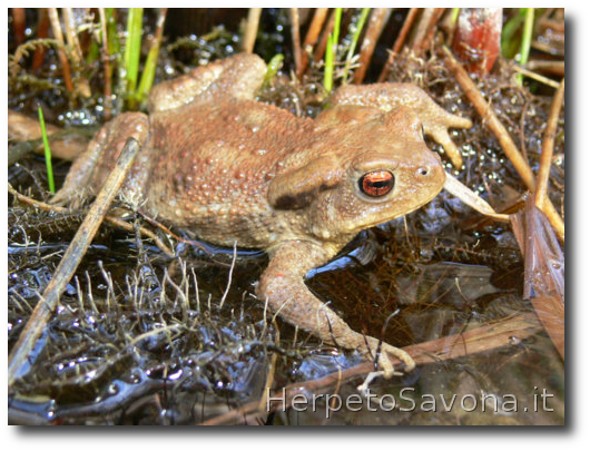 Thumbnail 9 Bufo bufo - Bufo spinosus
