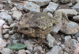 Bufo bufo - Bufo spinosus