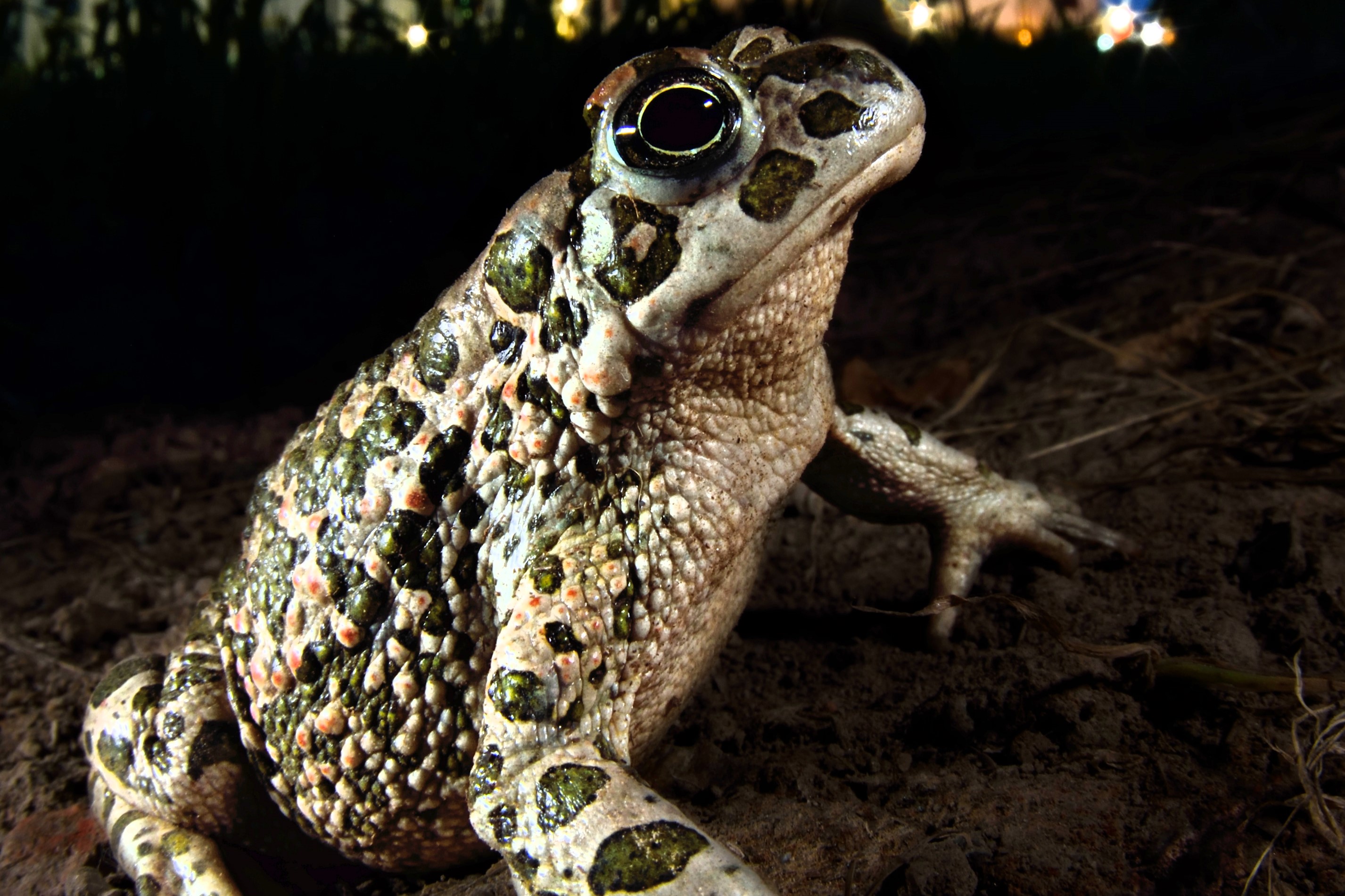 Thumbnail 4 Bufotes balearicus