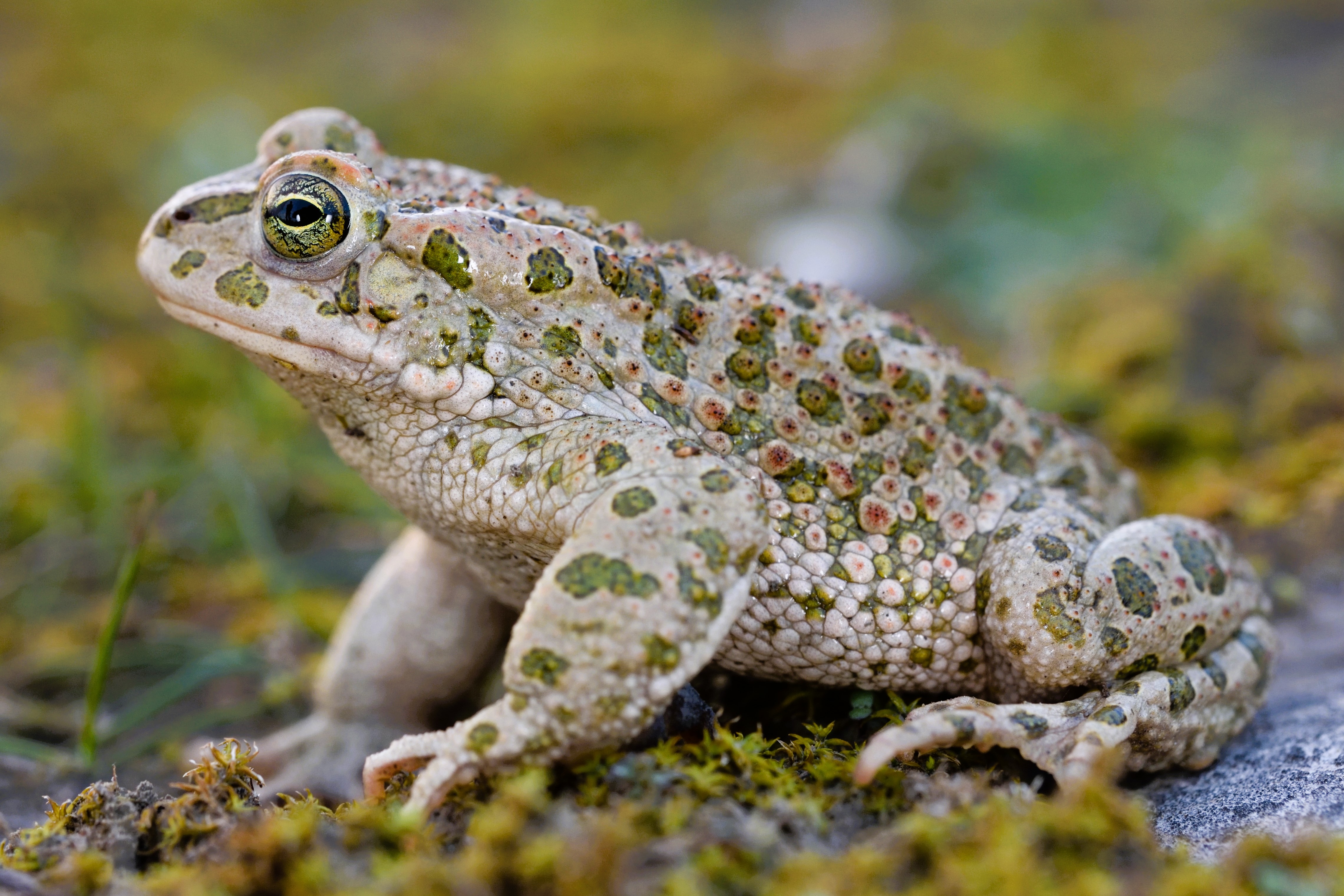 Thumbnail 6 Bufotes balearicus