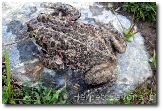 Thumbnail 8 Bufotes balearicus