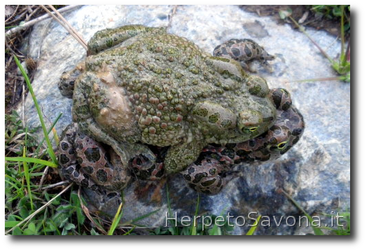 Thumbnail 9 Bufotes balearicus