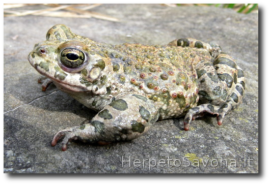 Thumbnail 11 Bufotes balearicus