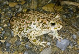 Bufotes balearicus