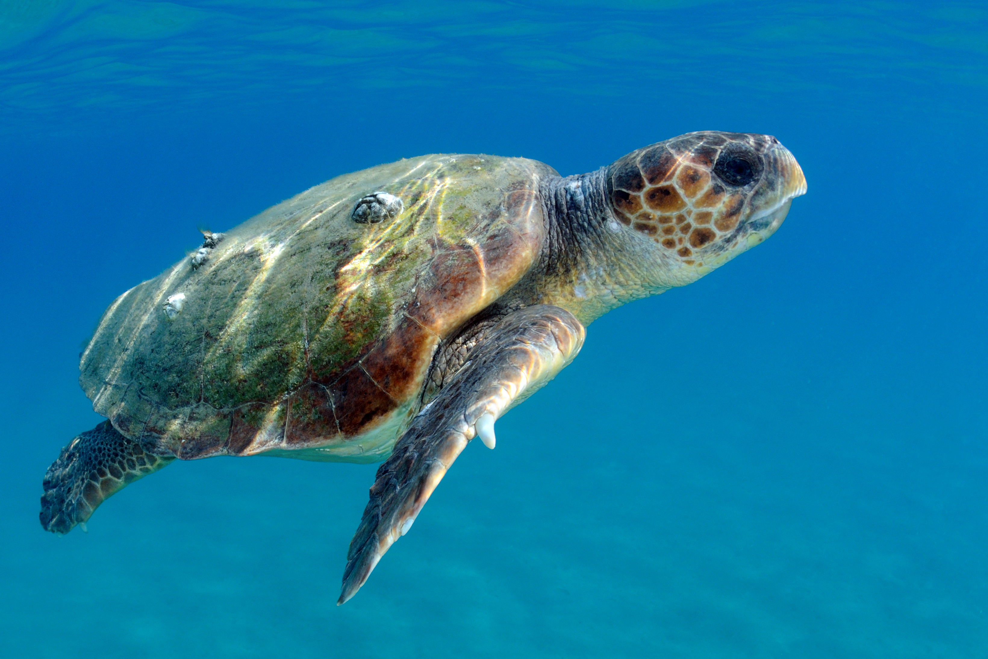 Thumbnail 3 Caretta caretta