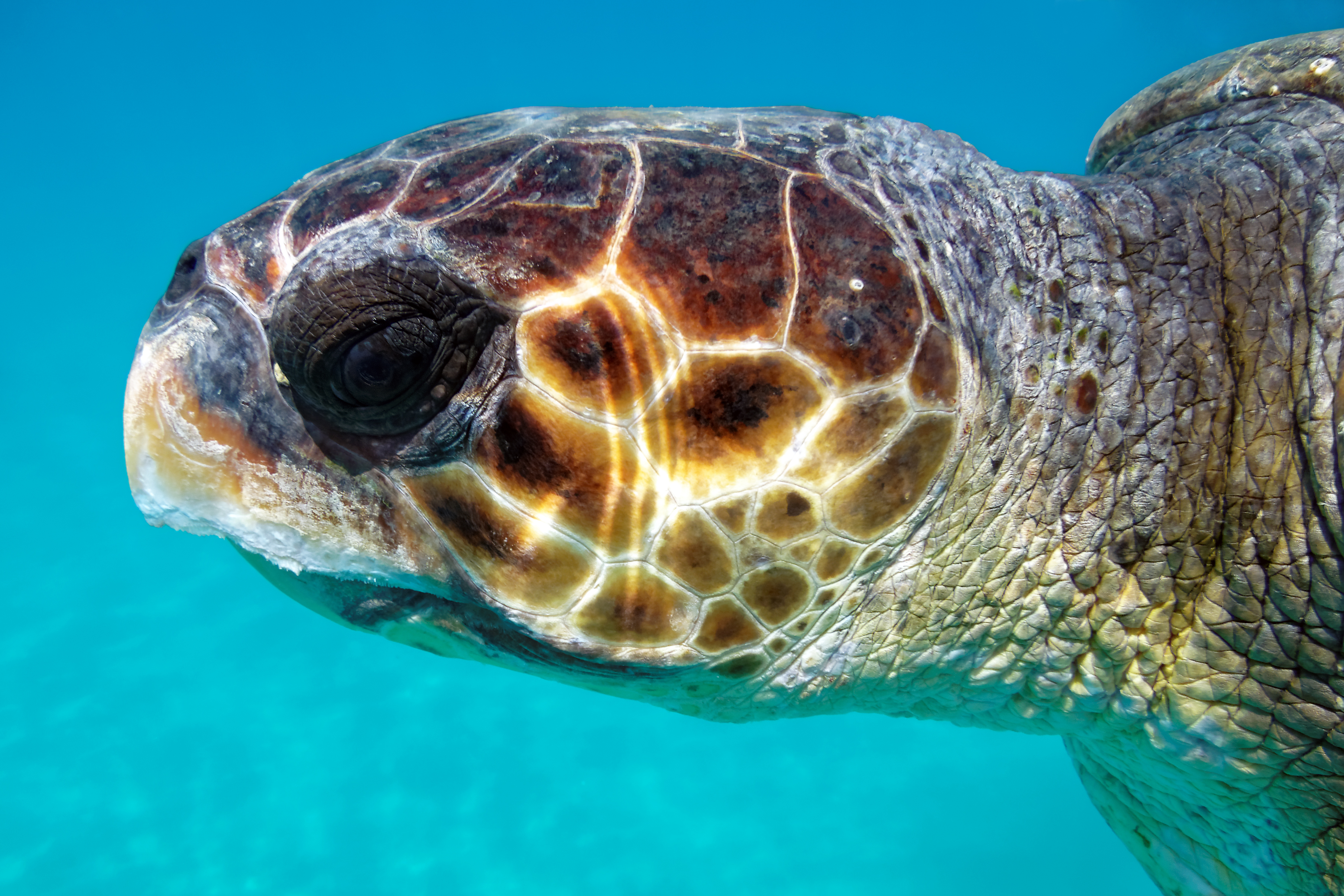 Thumbnail 7 Caretta caretta