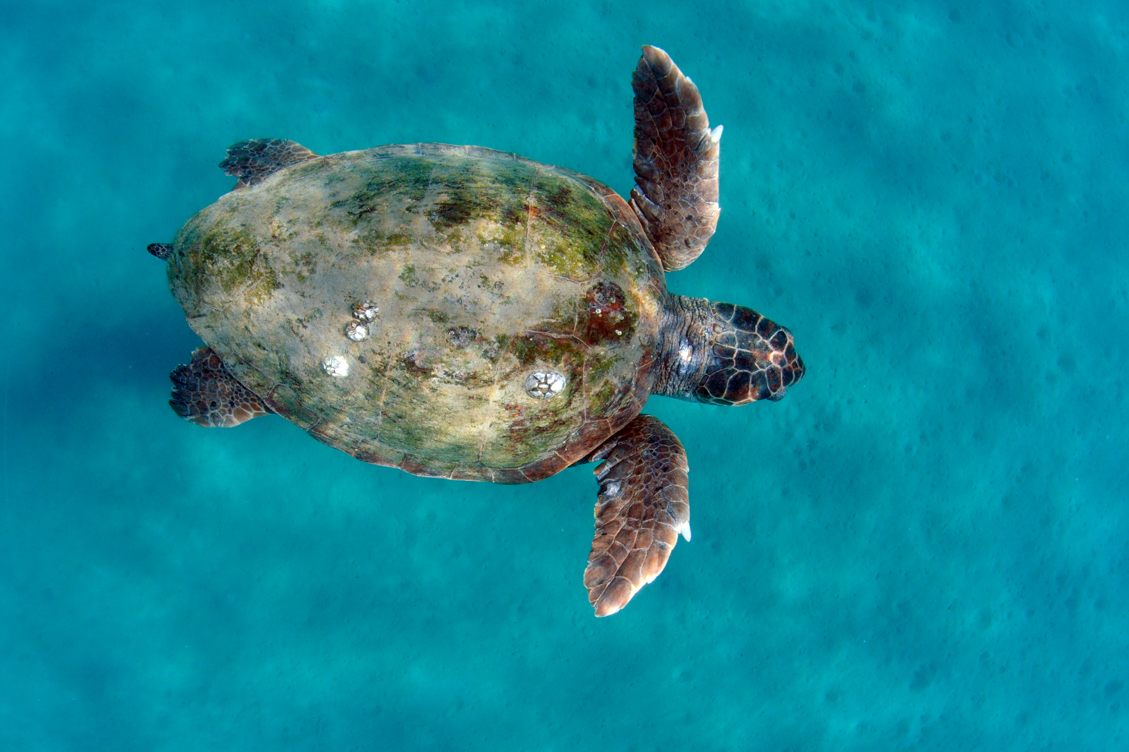 Thumbnail 9 Caretta caretta