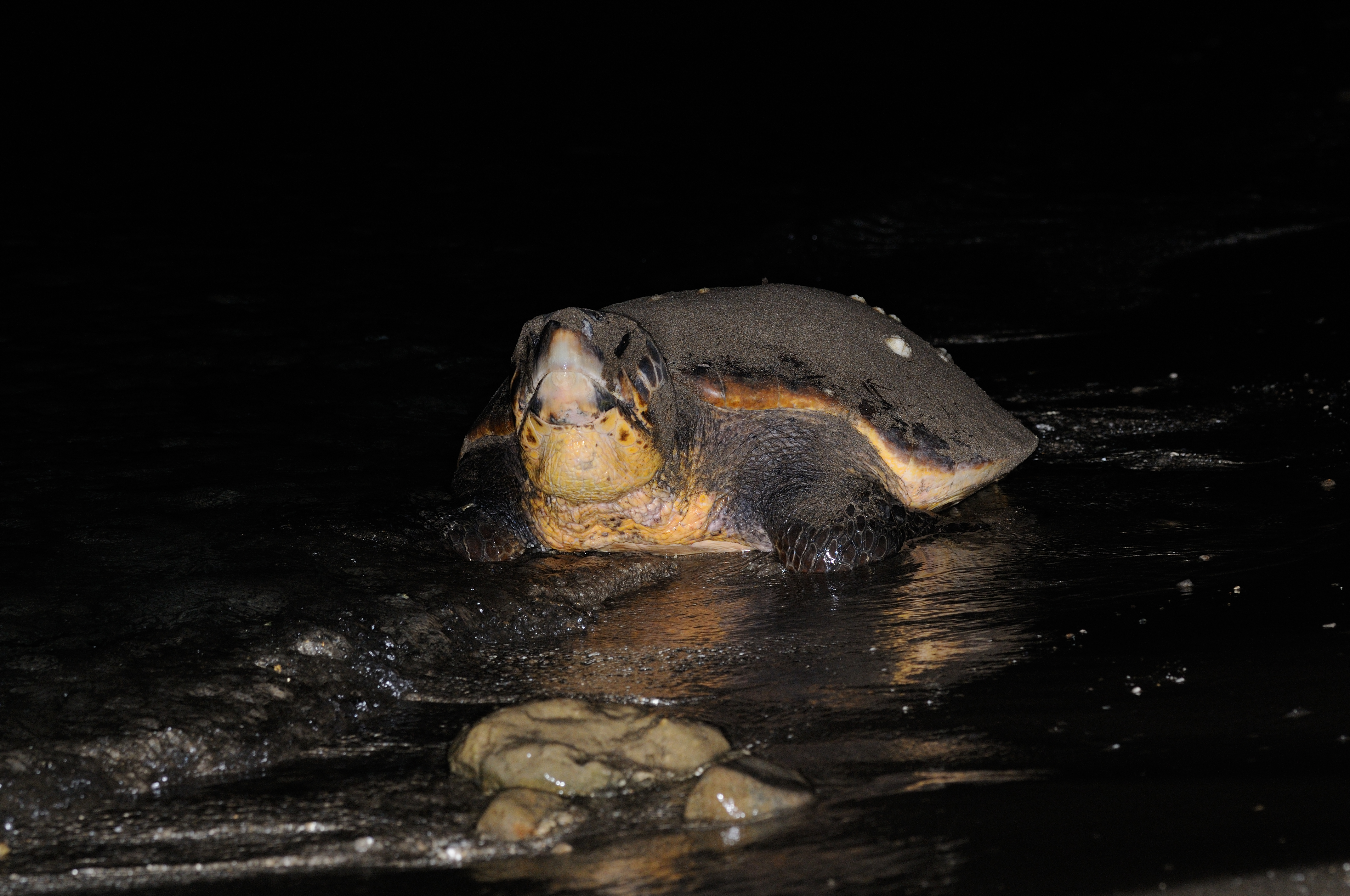 Thumbnail 11 Caretta caretta