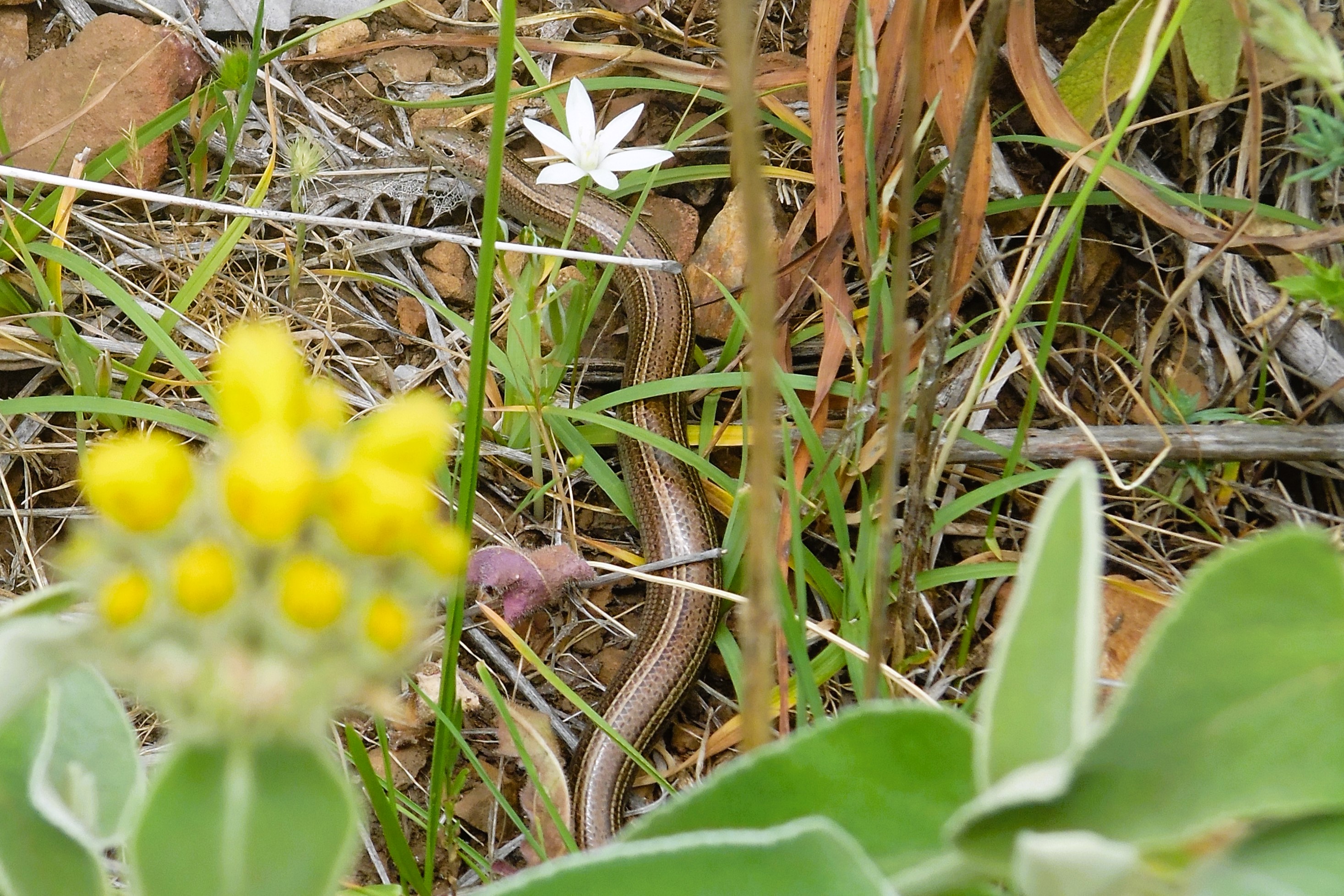 Thumbnail 2 Chalcides chalcides