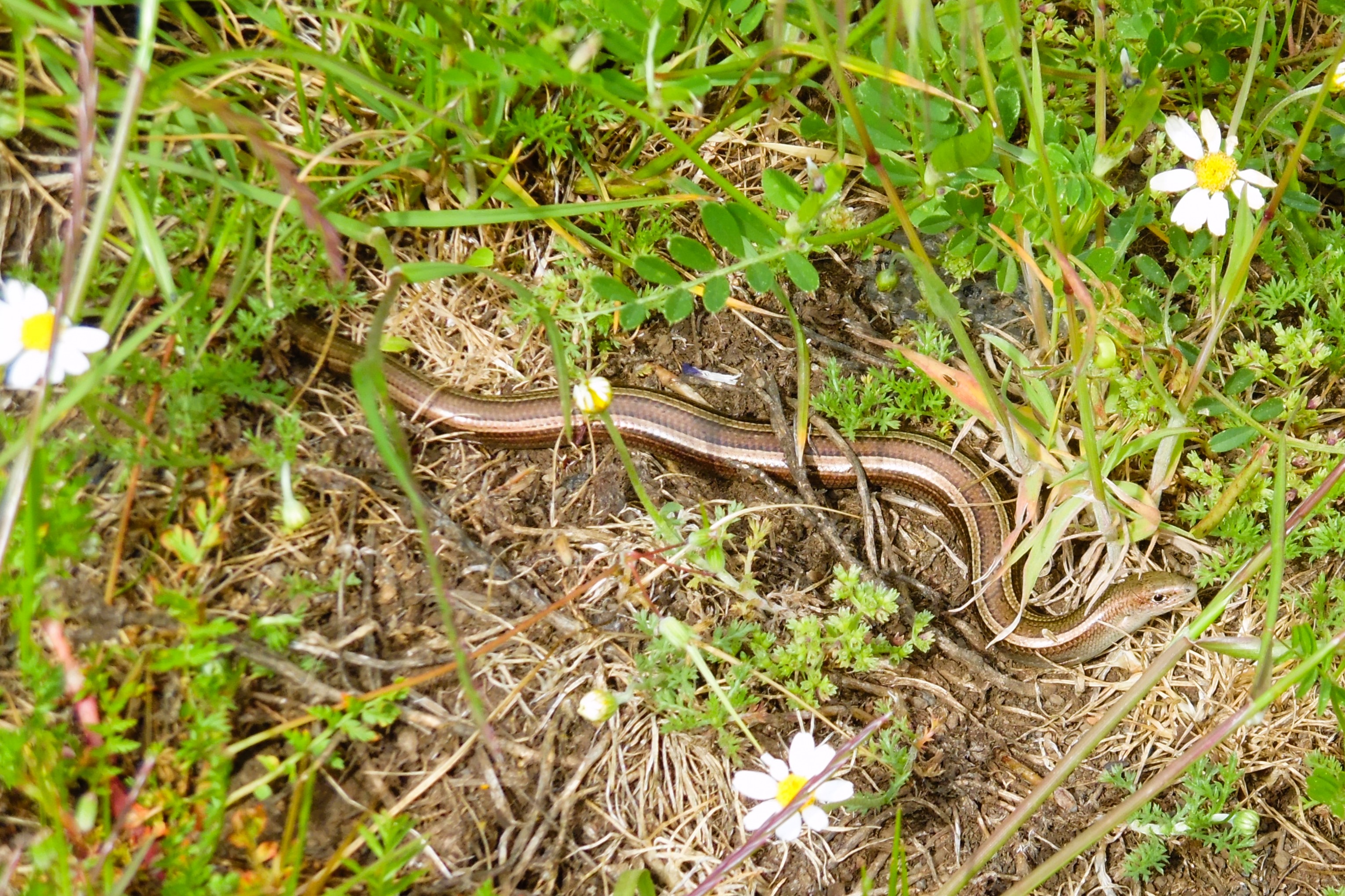 Thumbnail 3 Chalcides chalcides