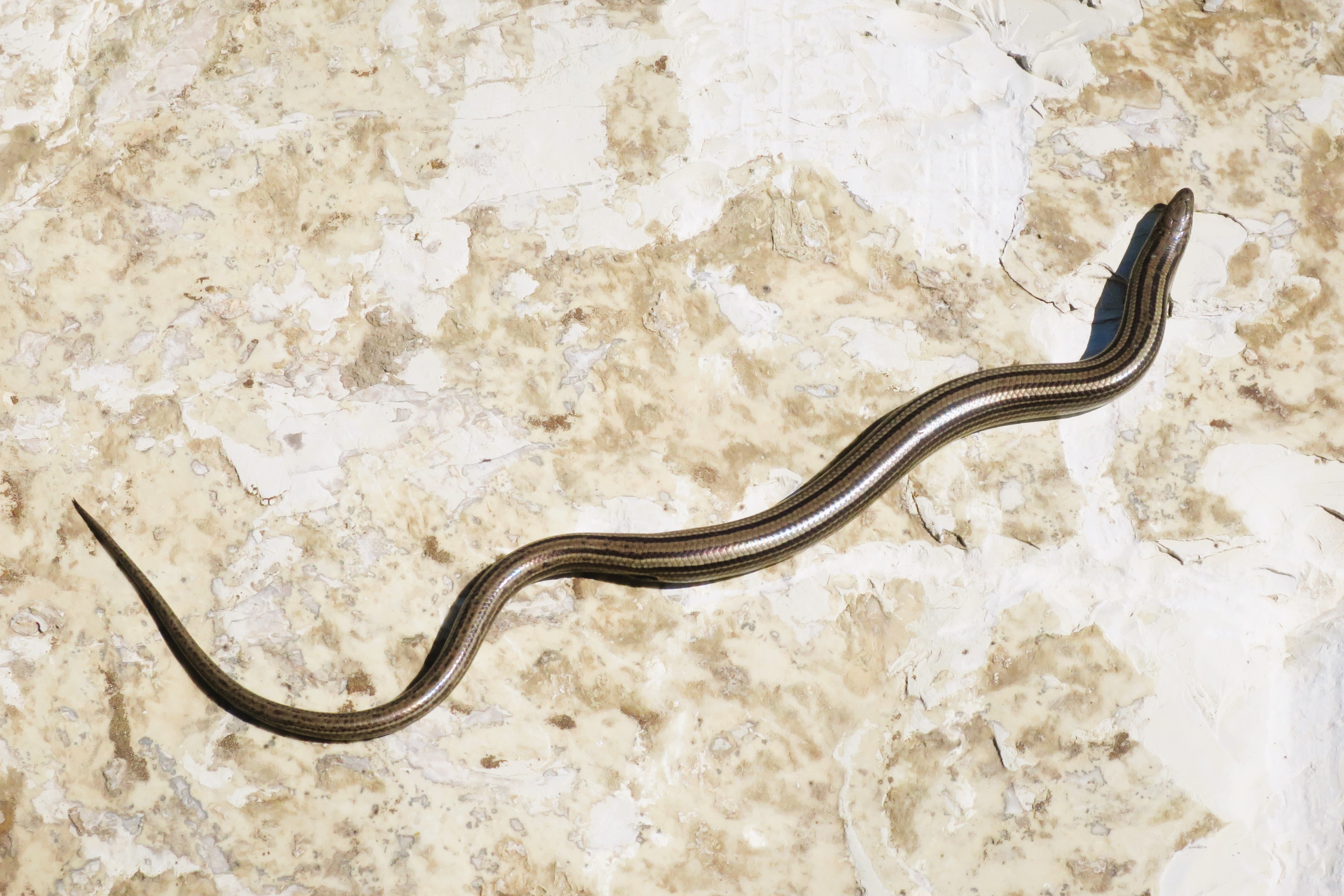 Thumbnail 4 Chalcides chalcides