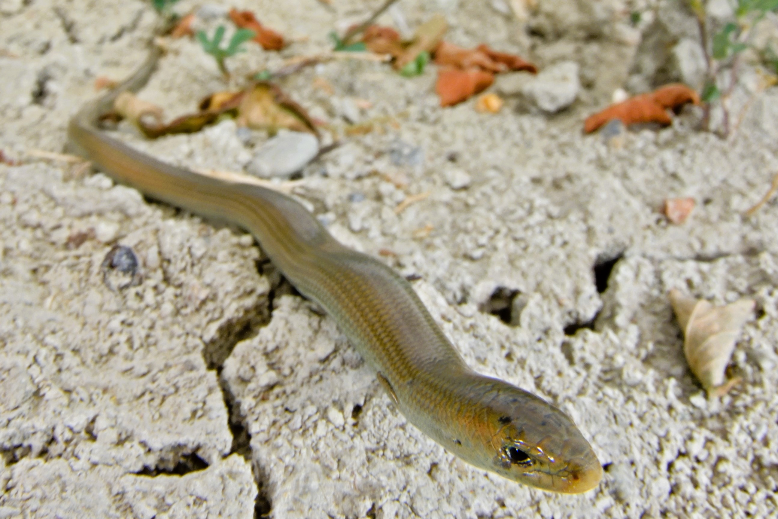 Thumbnail 5 Chalcides chalcides