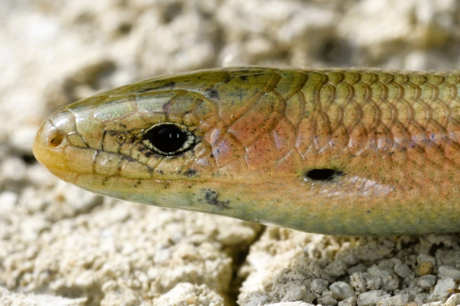Thumbnail 6 Chalcides chalcides