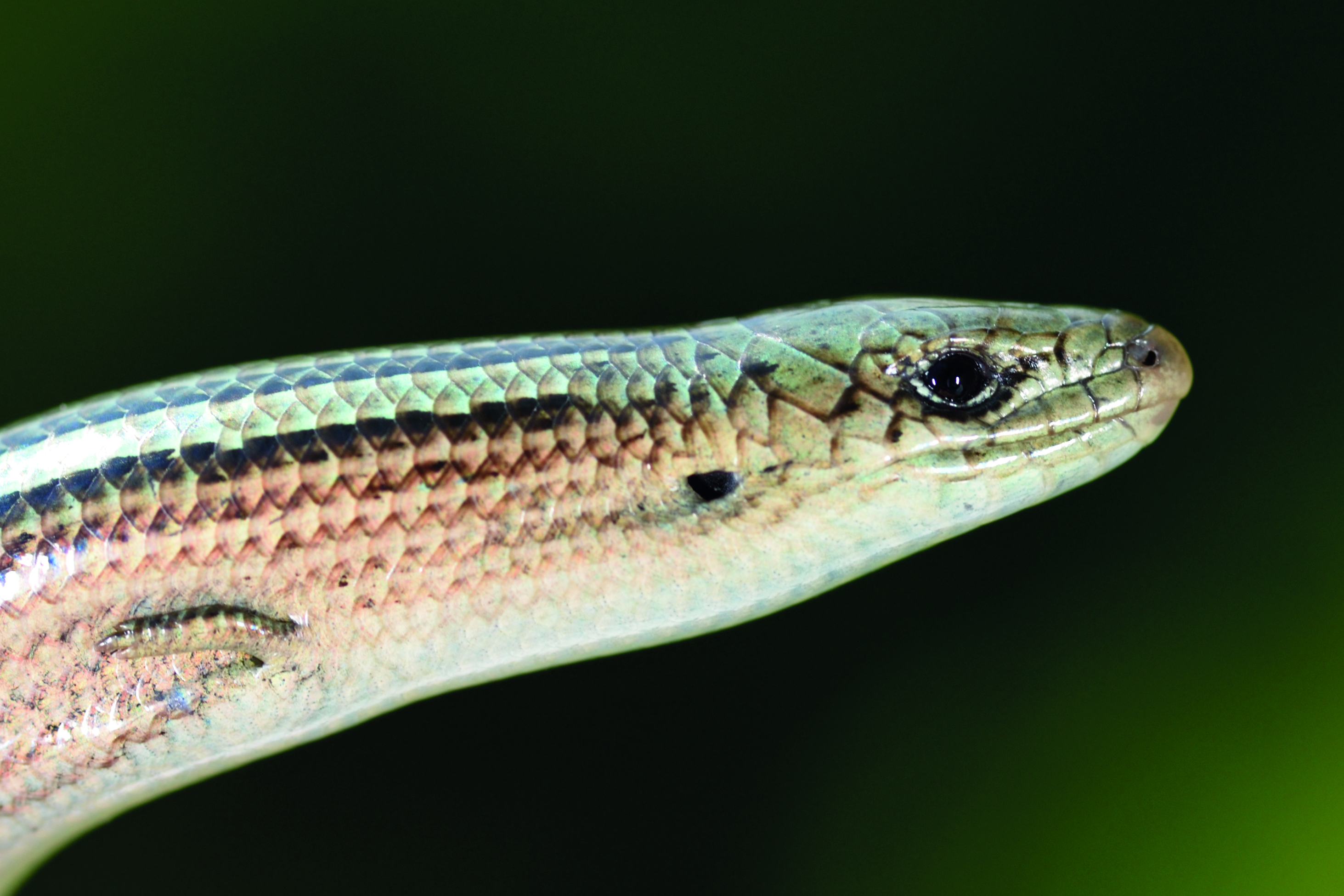 Thumbnail 7 Chalcides chalcides