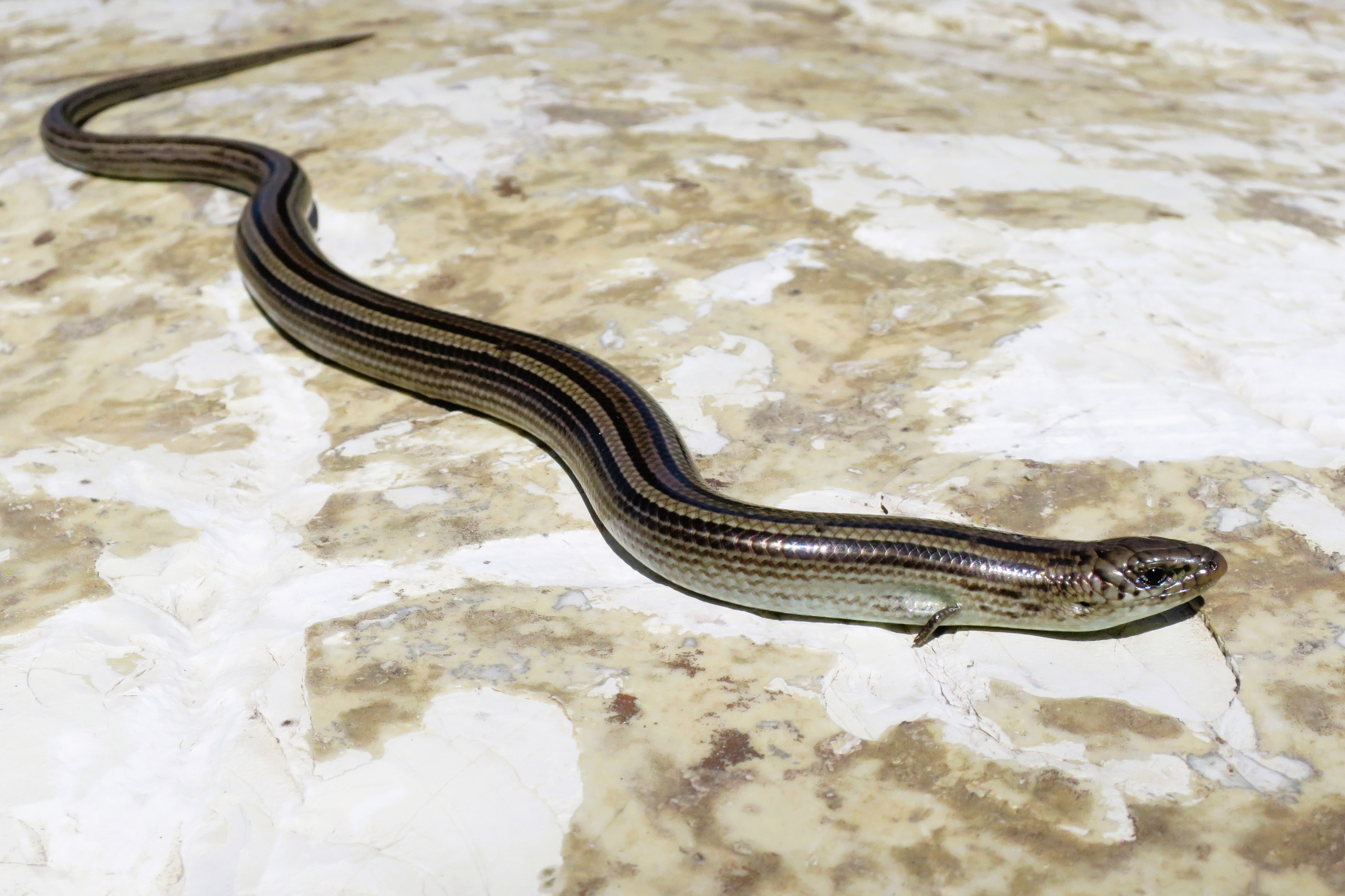 Thumbnail 8 Chalcides chalcides