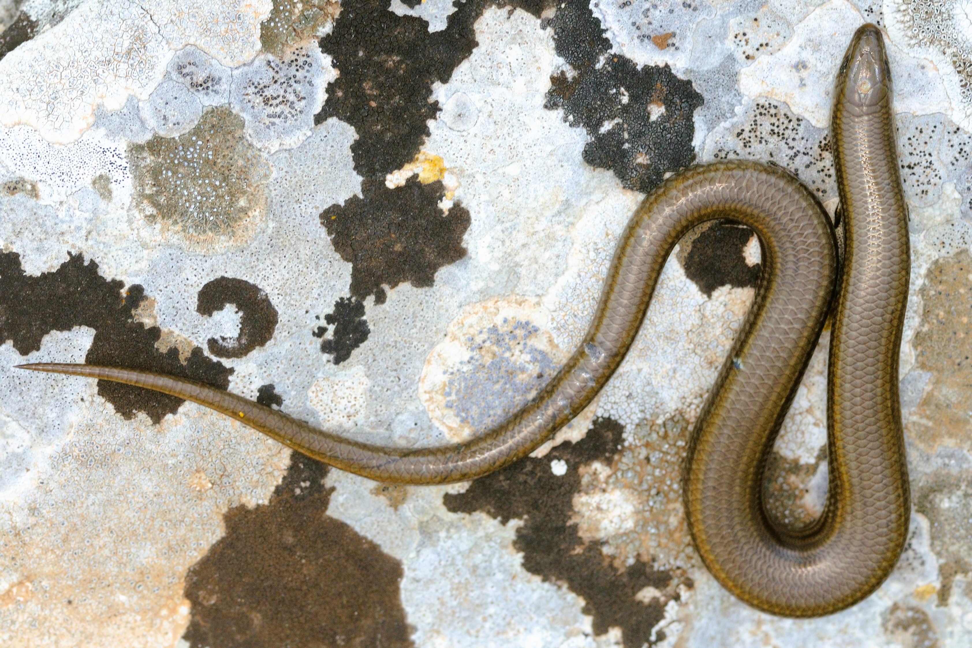 Thumbnail 9 Chalcides chalcides