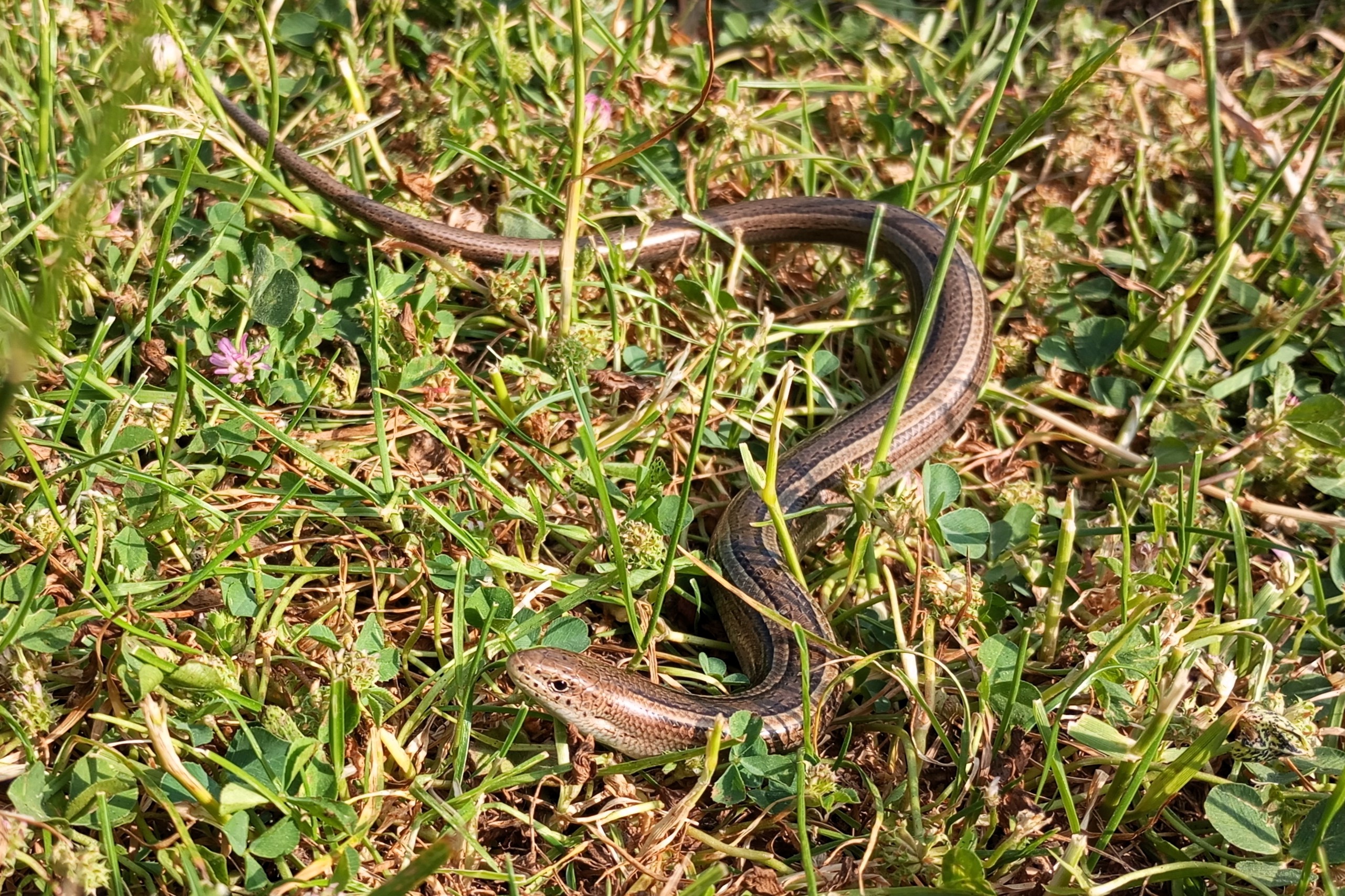 Thumbnail 10 Chalcides chalcides