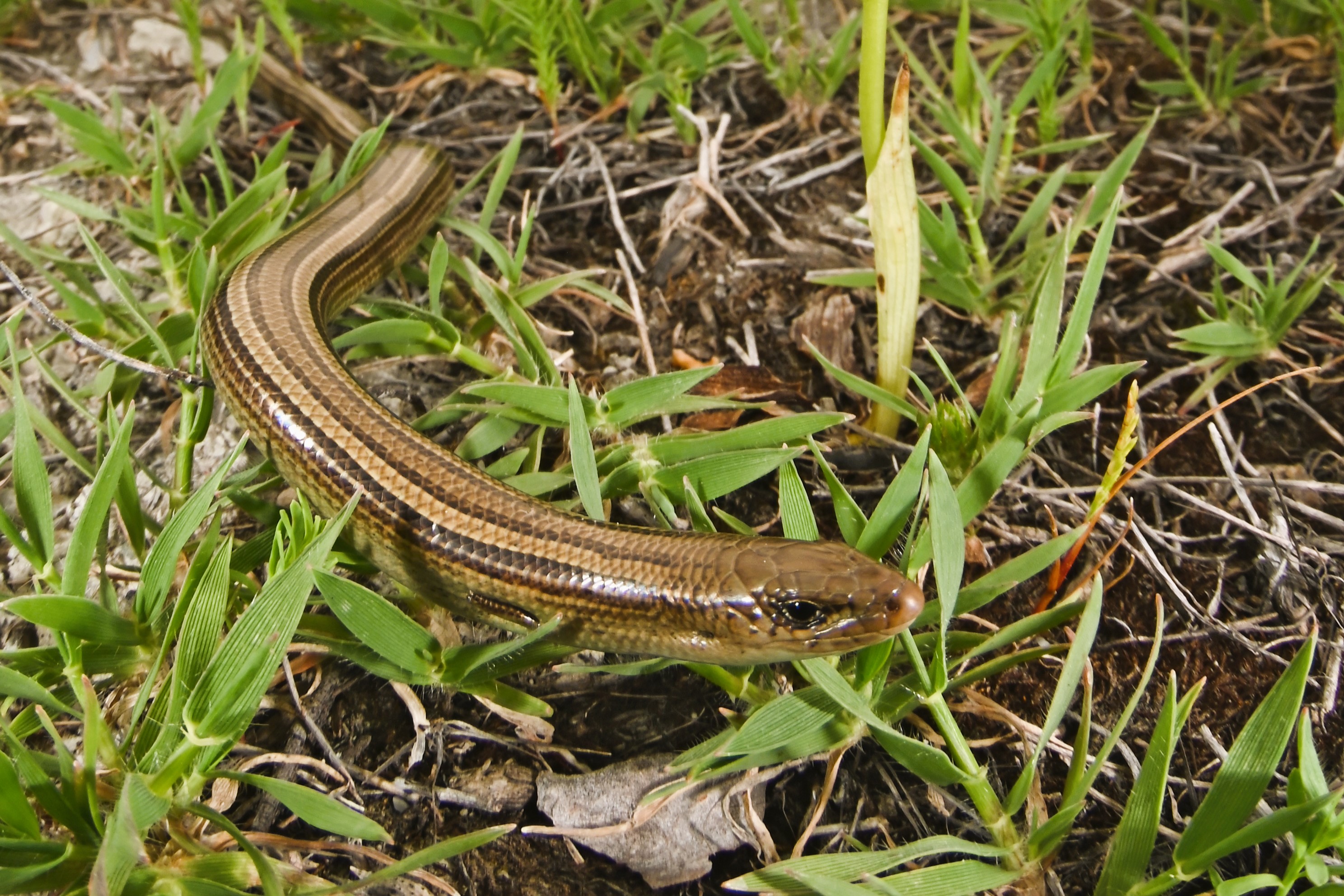 Thumbnail 11 Chalcides chalcides