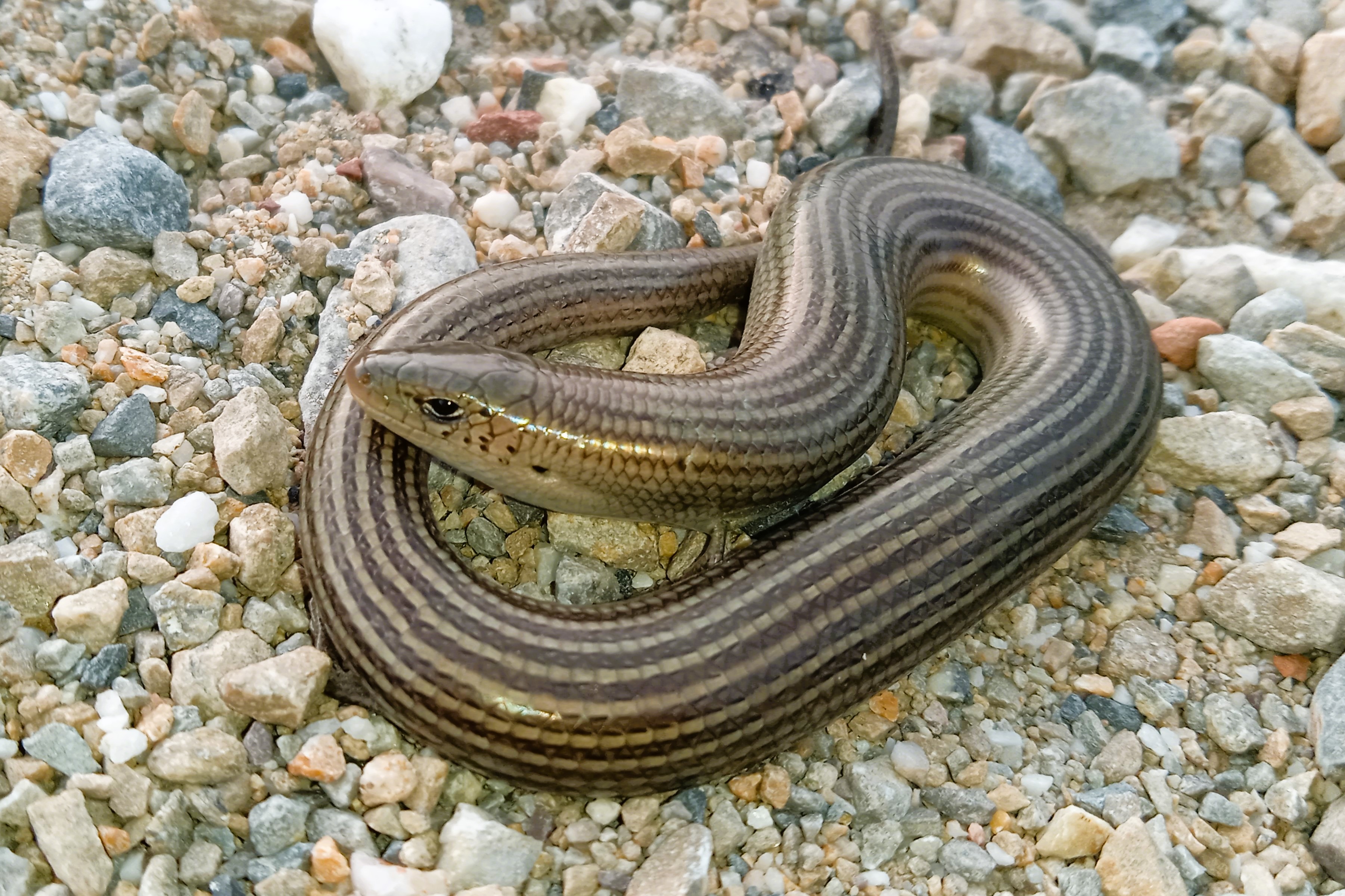Chalcides striatus striatus