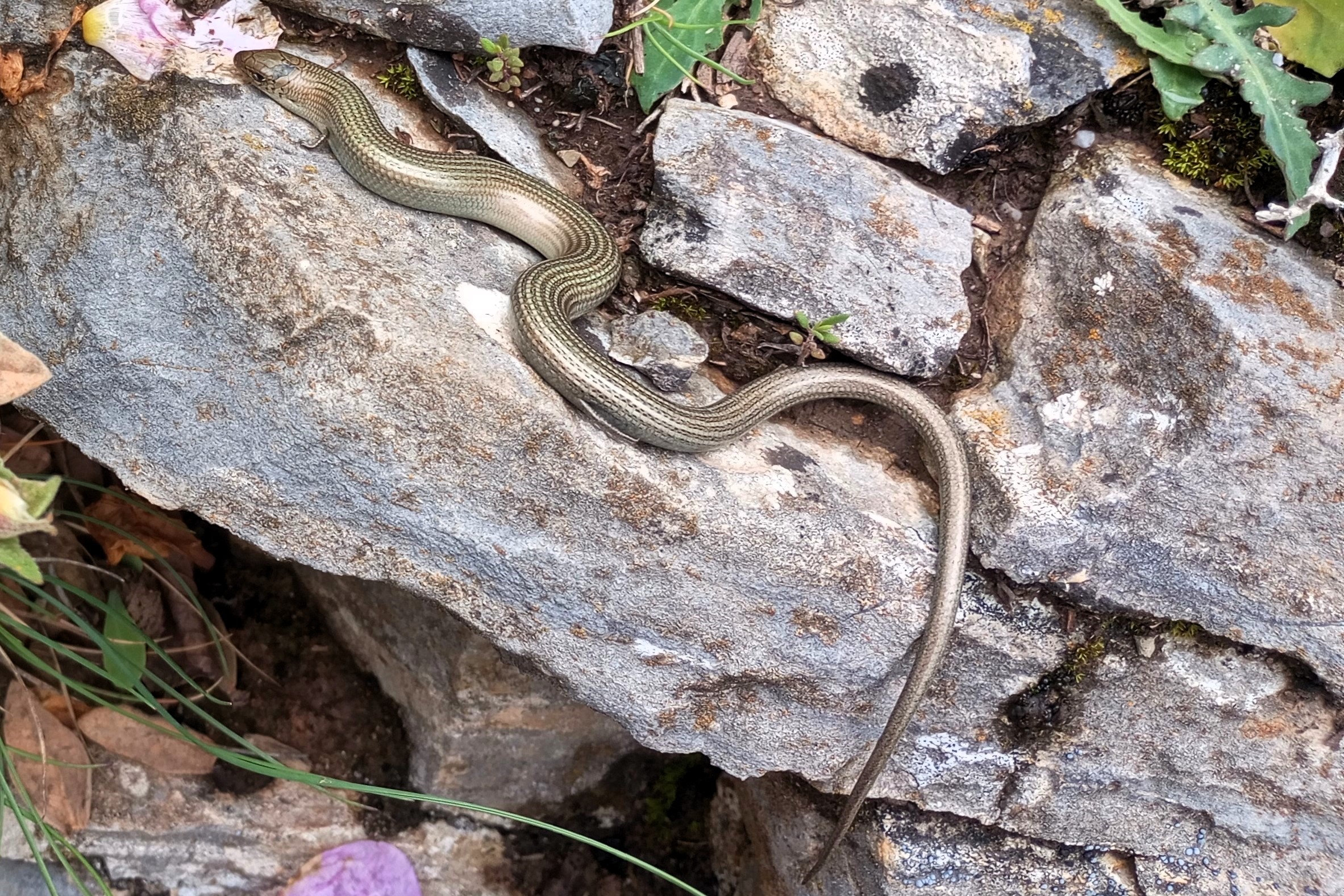 Thumbnail 2 Chalcides striatus striatus