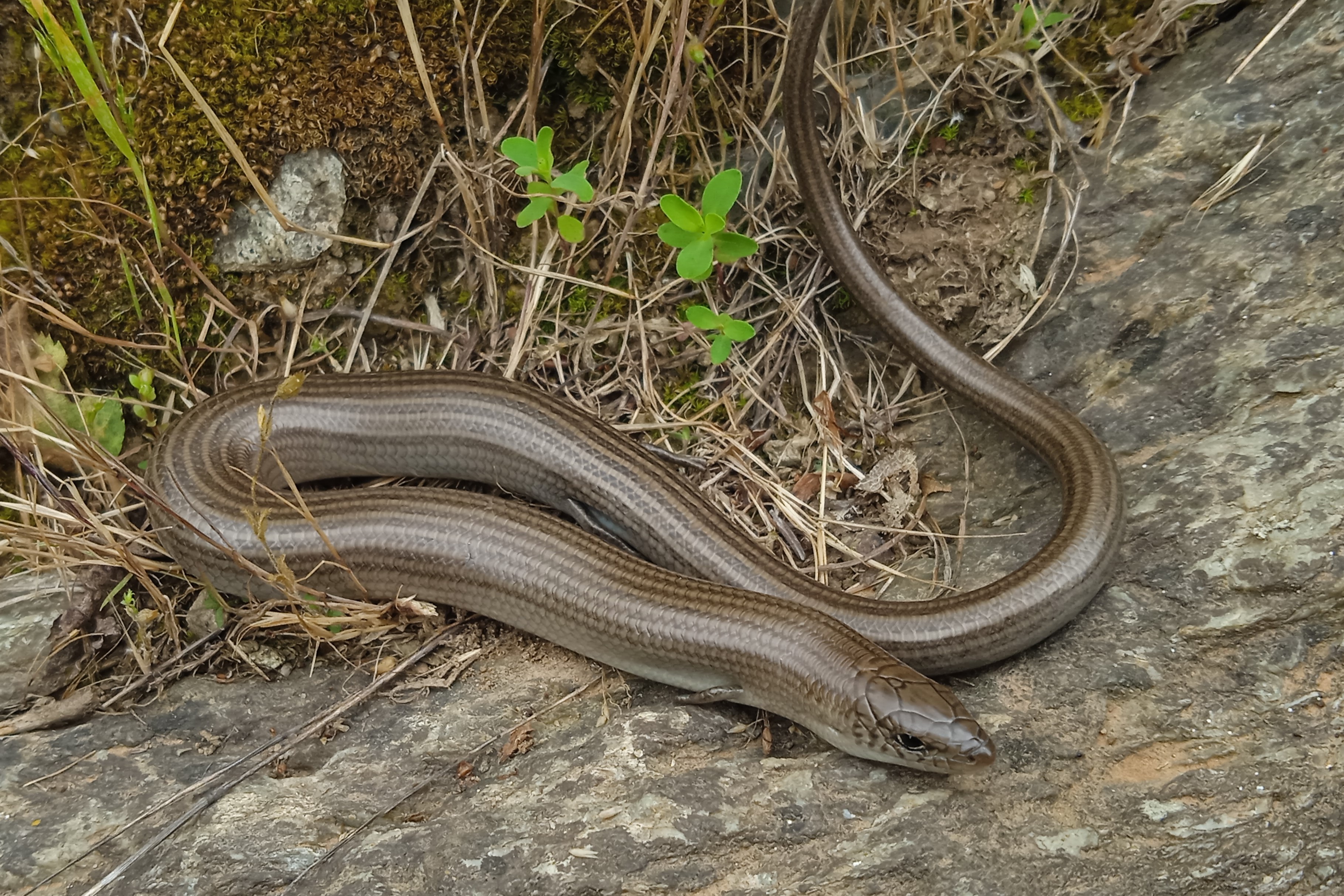 Thumbnail 7 Chalcides striatus striatus