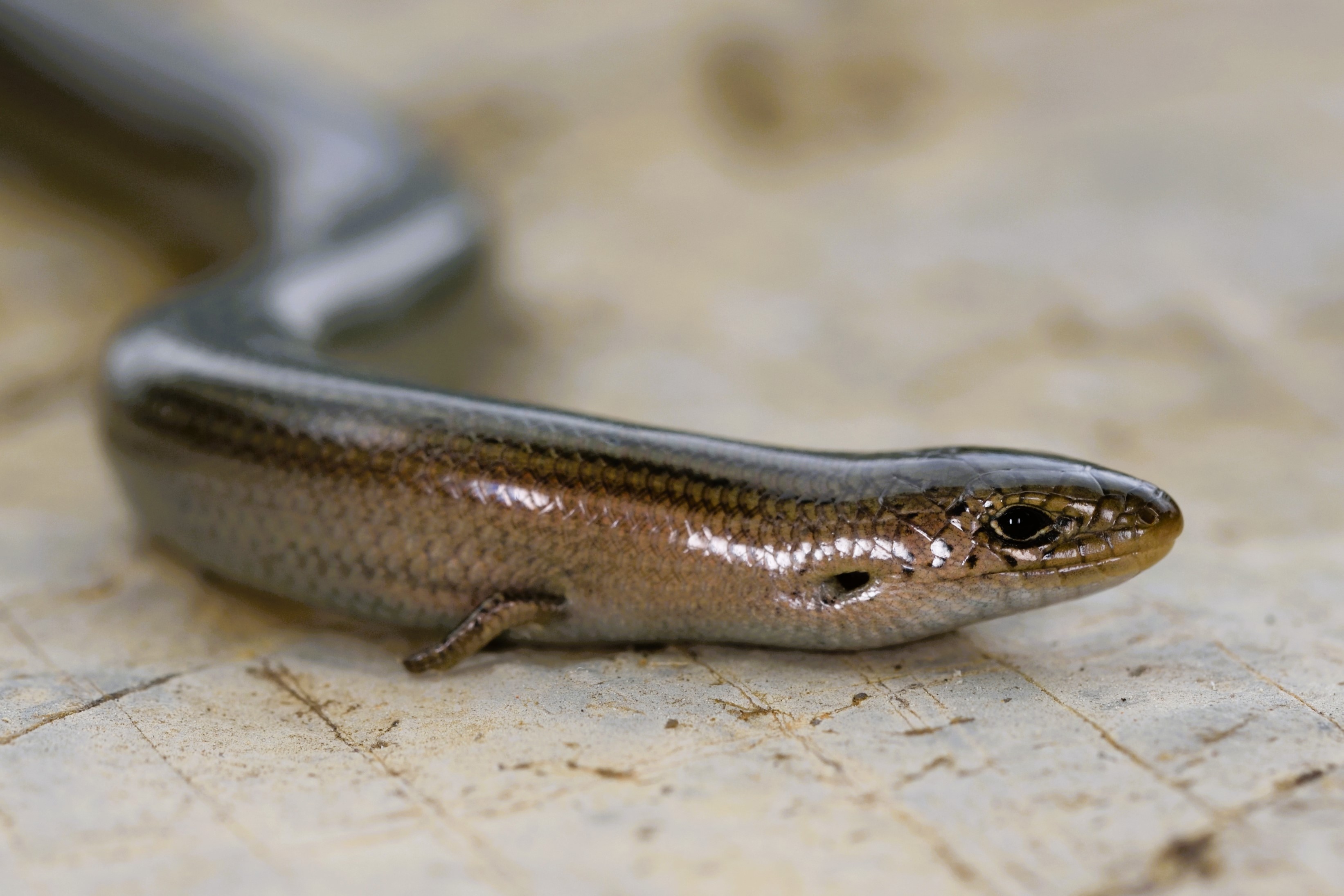 Thumbnail 9 Chalcides striatus striatus