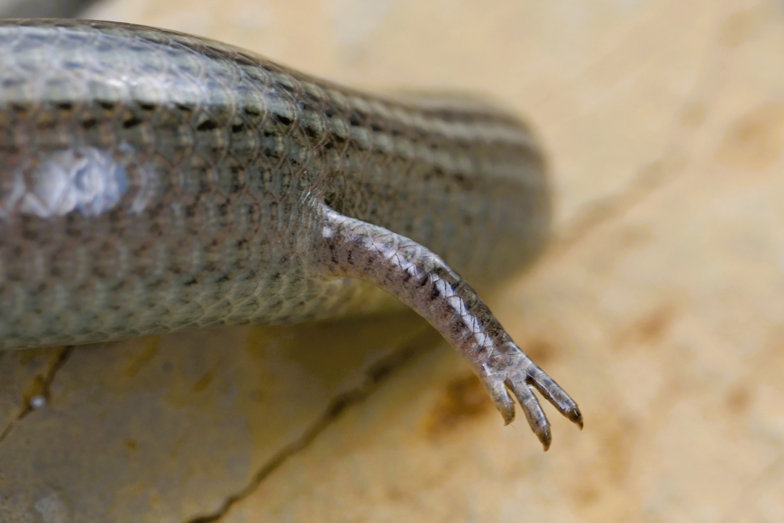Thumbnail 11 Chalcides striatus striatus