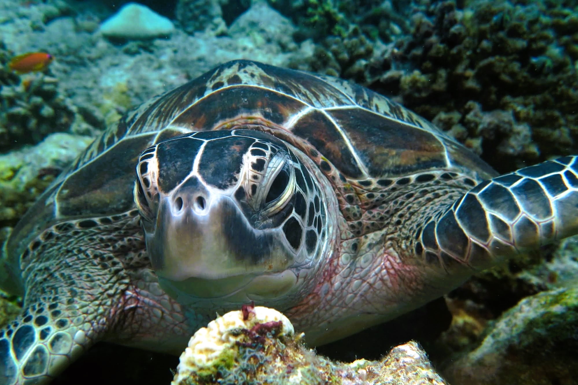 Chelonia mydas