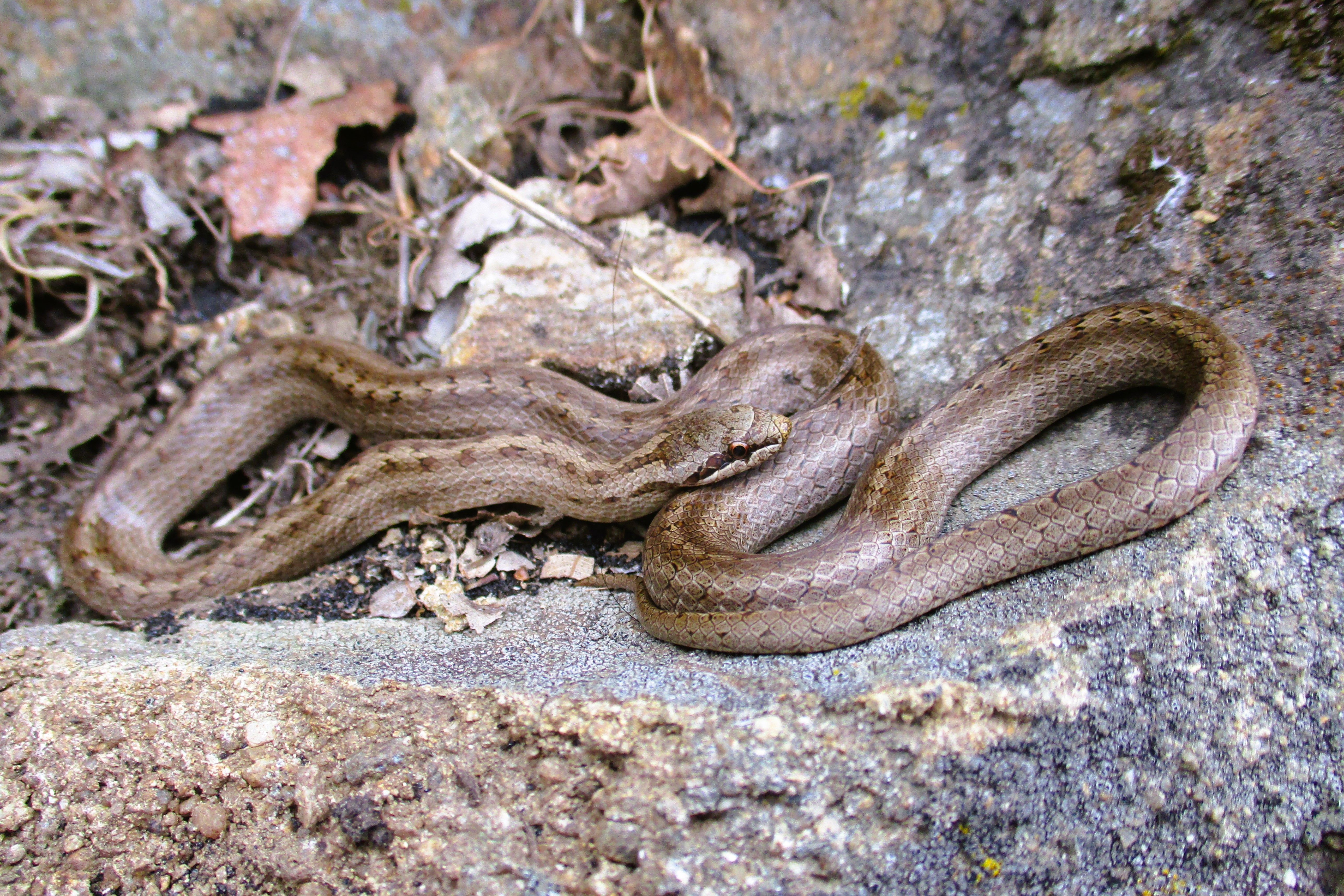 Thumbnail 3 Coronella austriaca