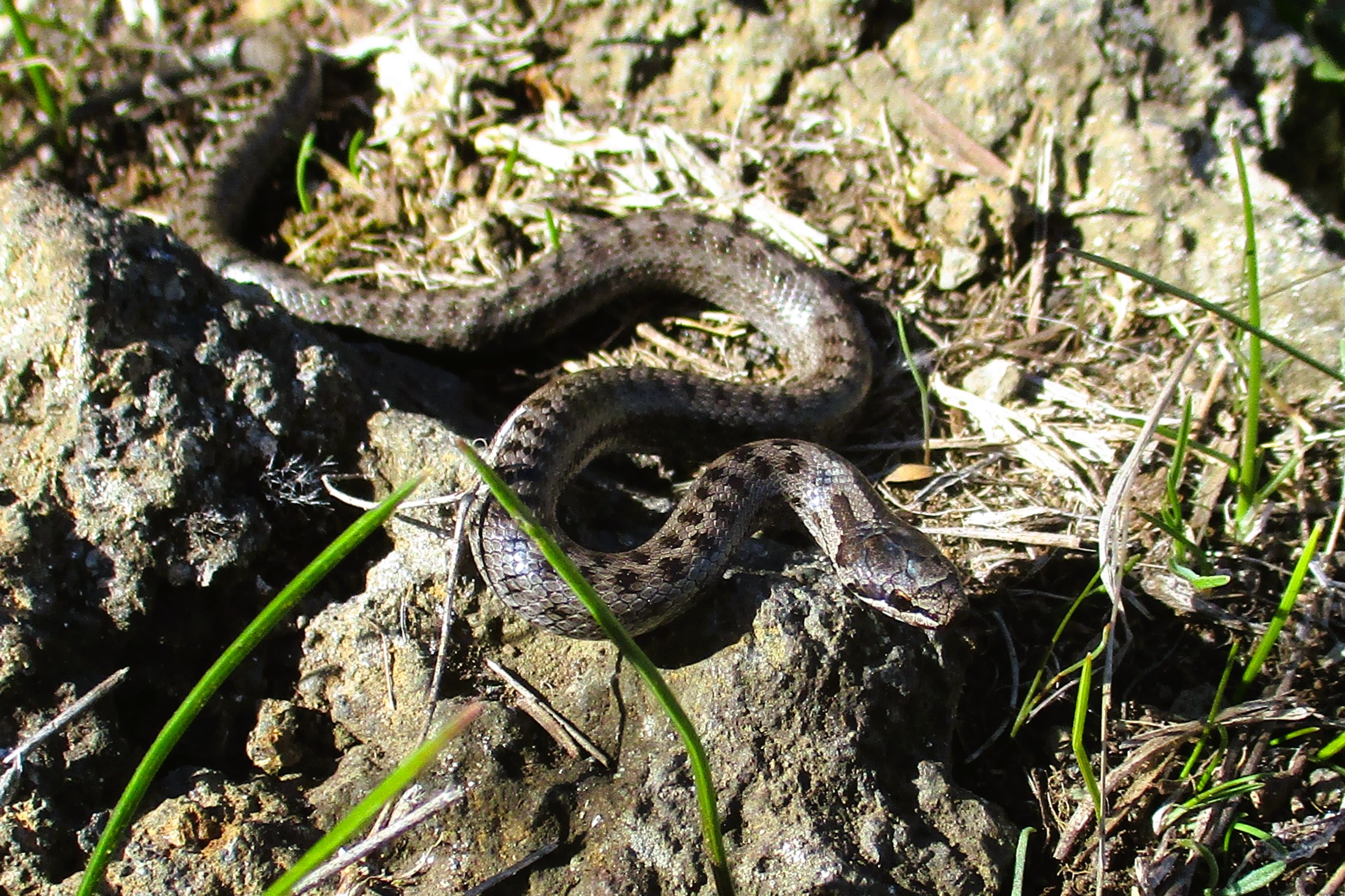 Thumbnail 5 Coronella austriaca