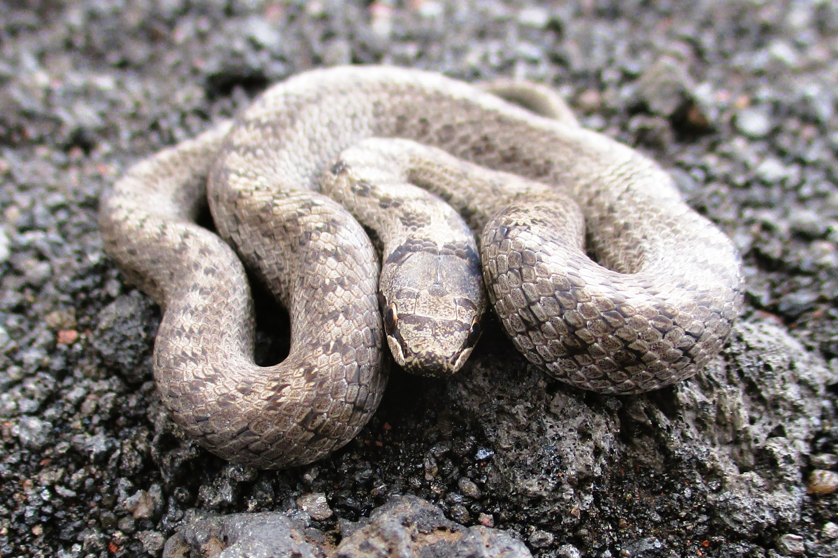 Thumbnail 7 Coronella austriaca