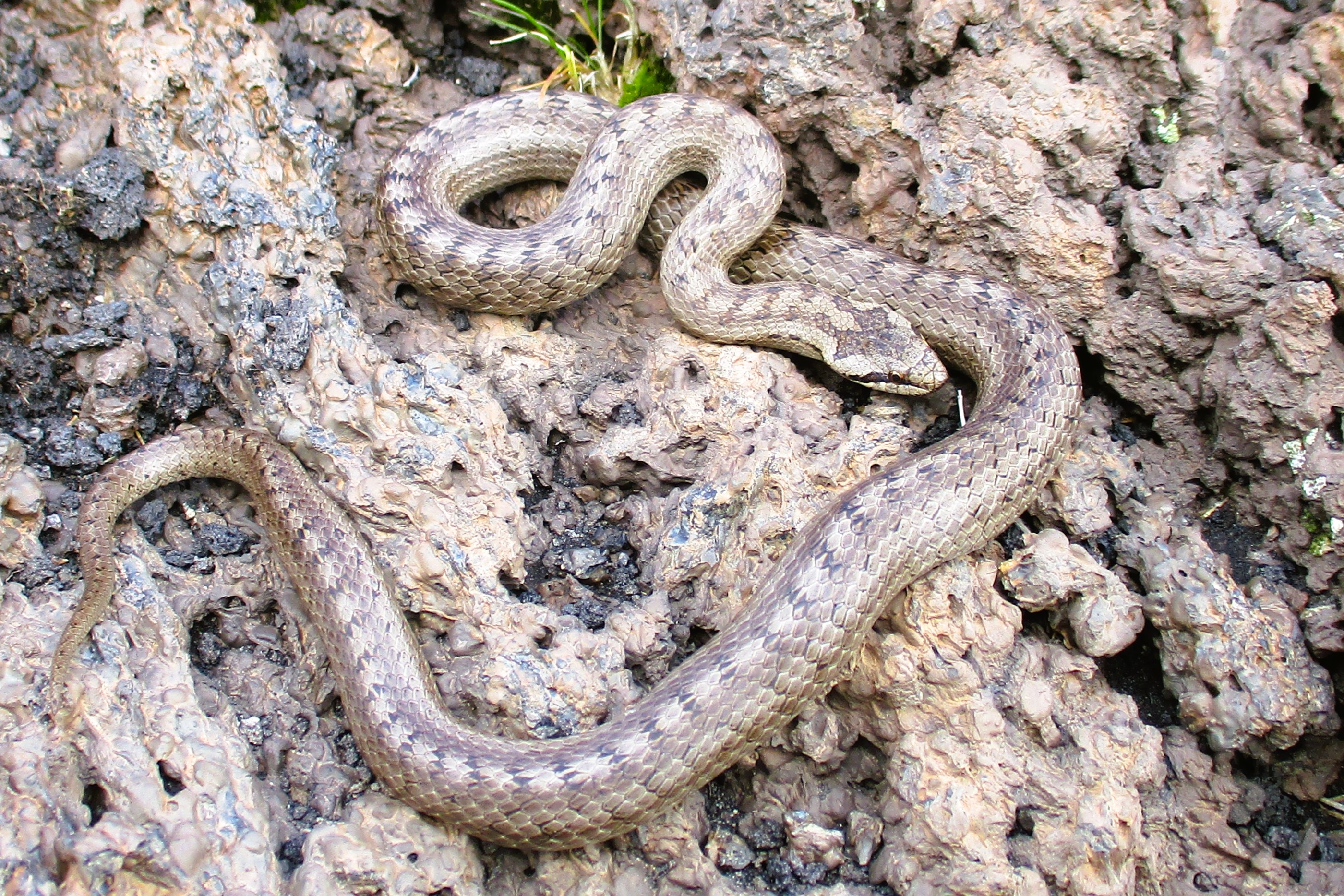 Thumbnail 8 Coronella austriaca