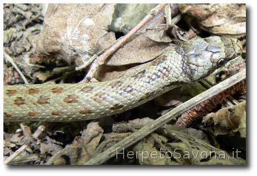 Thumbnail 11 Coronella austriaca