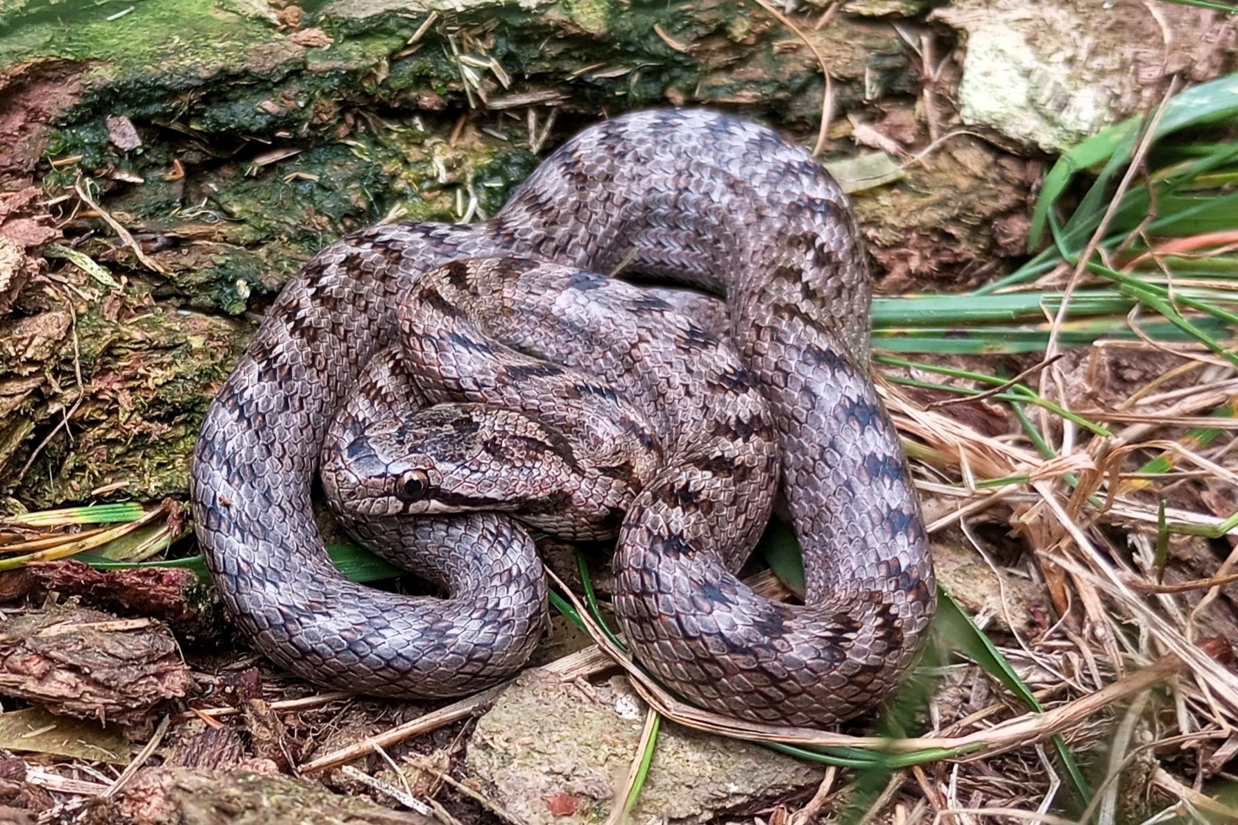 Thumbnail 2 Coronella girondica