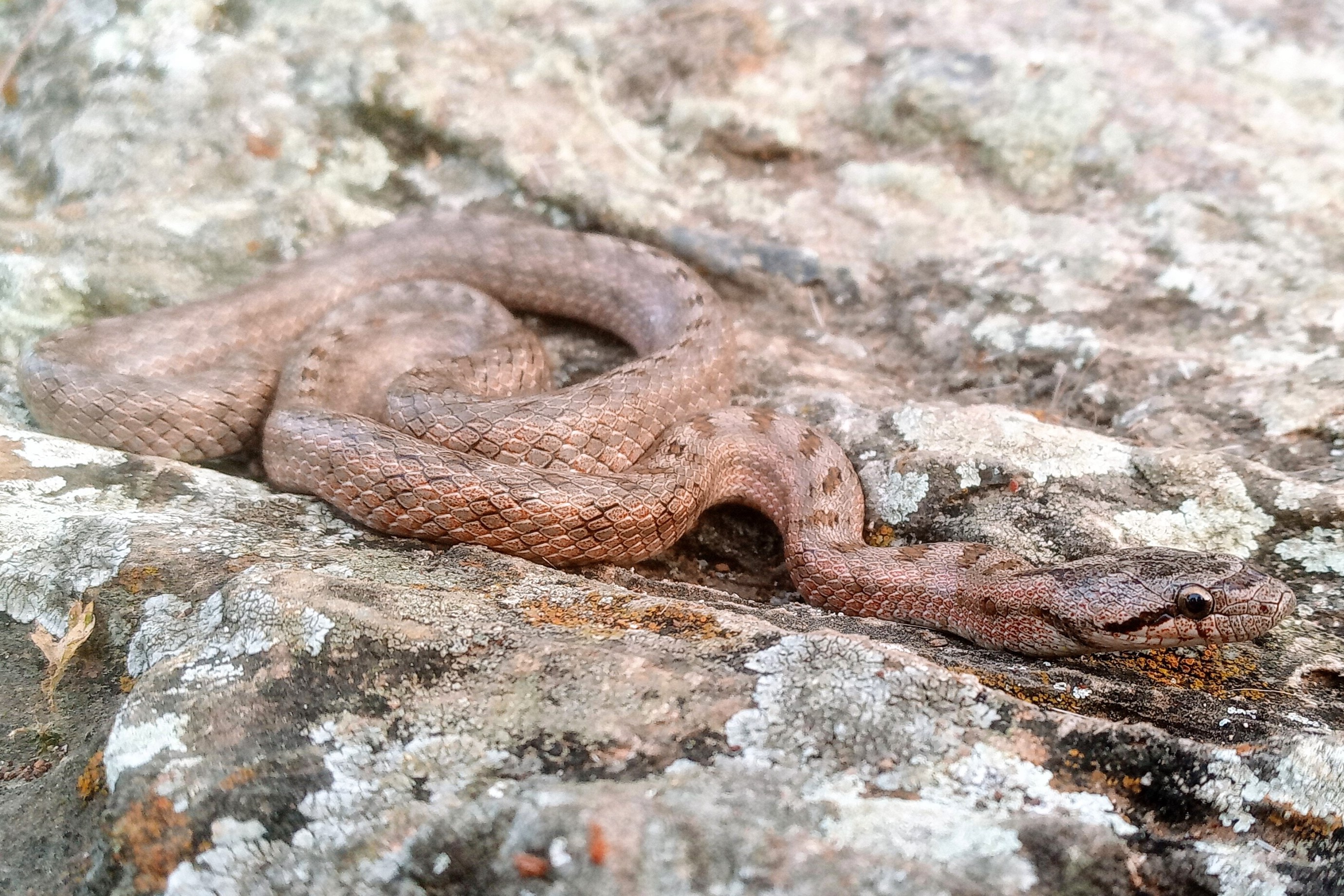 Thumbnail 4 Coronella girondica