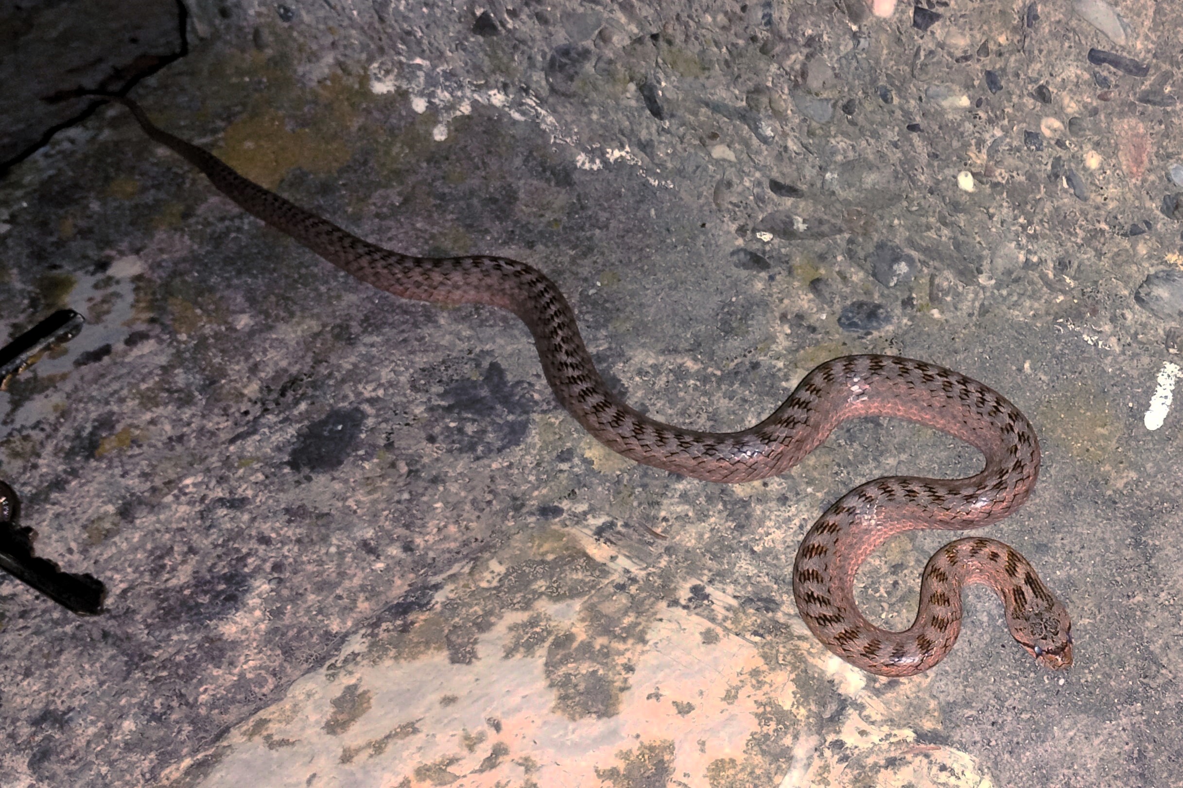 Thumbnail 8 Coronella girondica