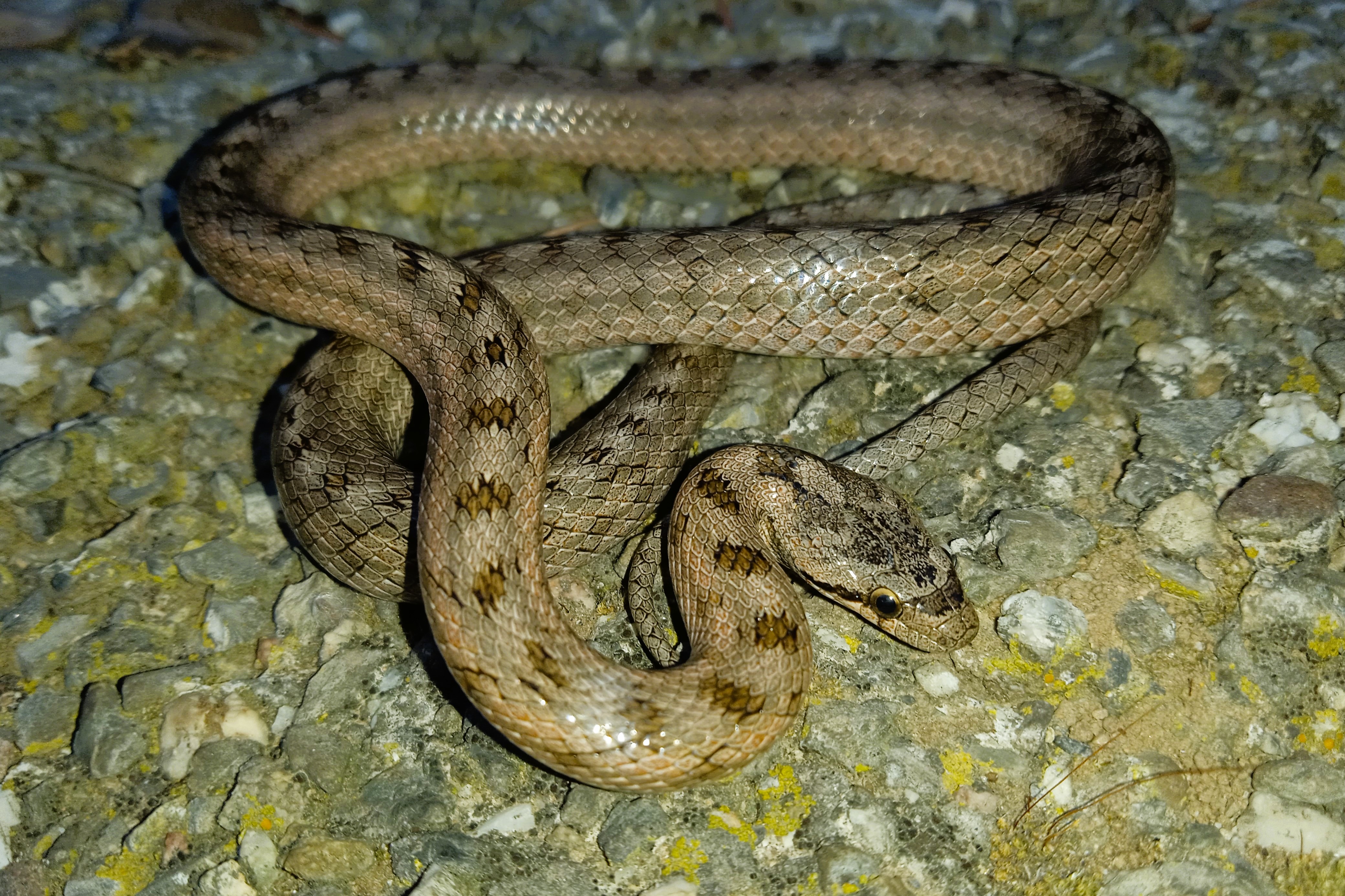 Thumbnail 10 Coronella girondica