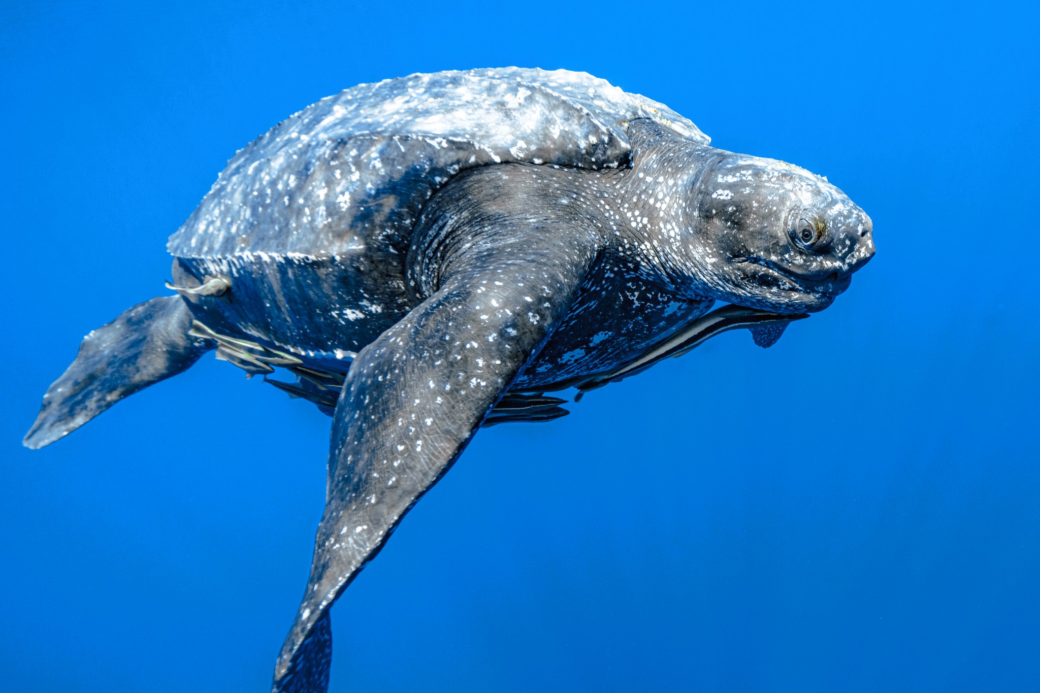 Thumbnail 2 Dermochelys coriacea