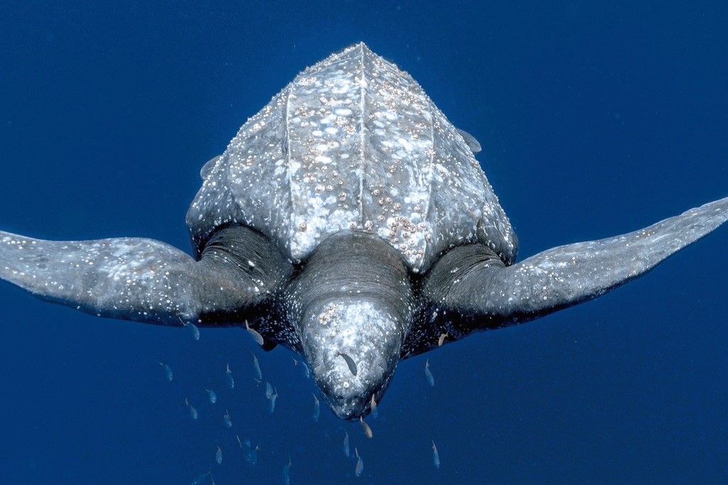 Thumbnail 3 Dermochelys coriacea