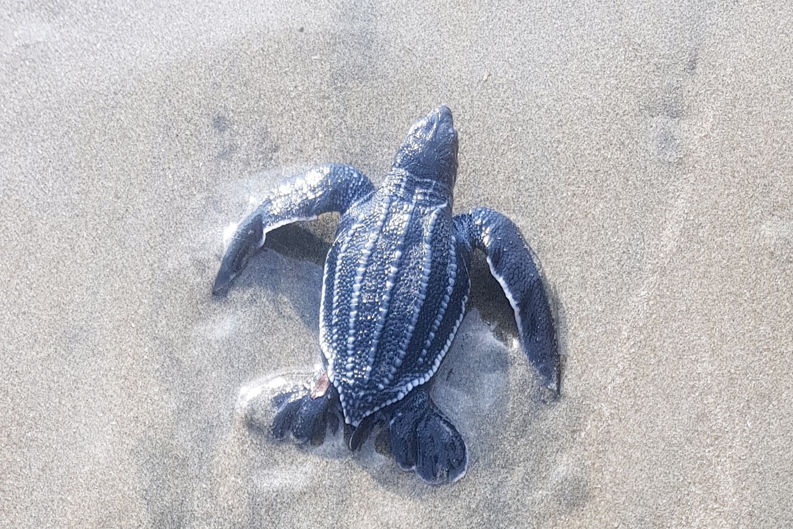 Thumbnail 4 Dermochelys coriacea