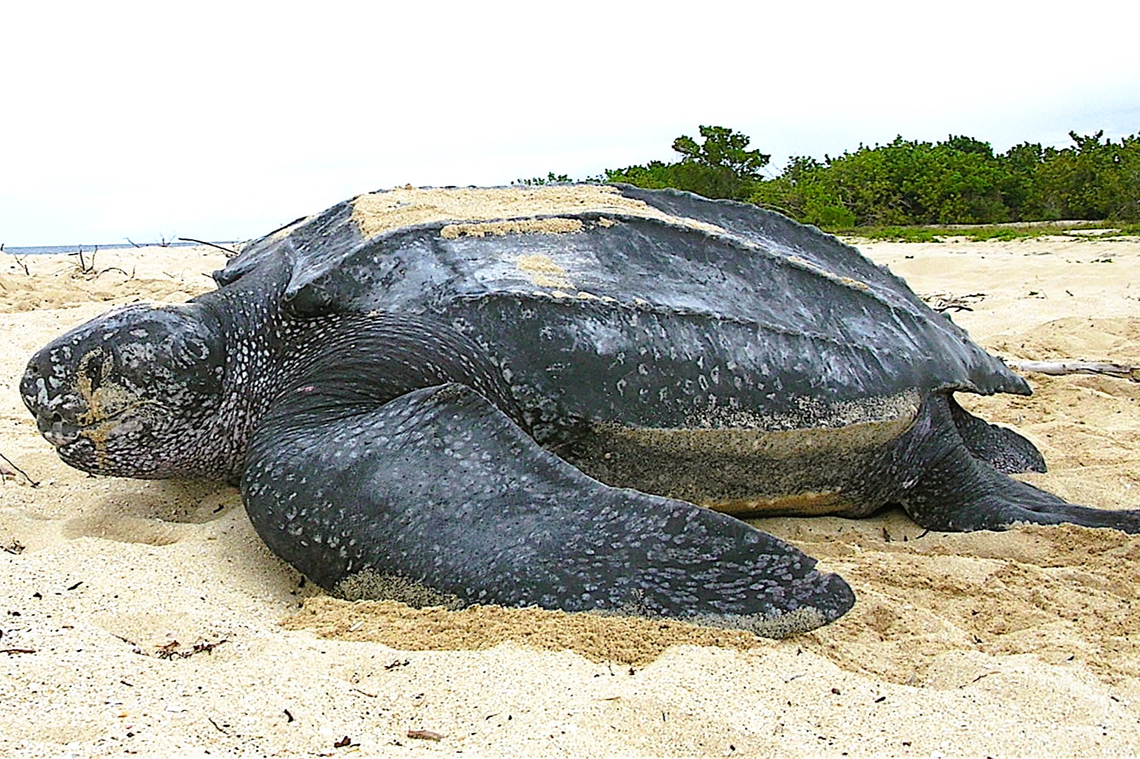 Thumbnail 7 Dermochelys coriacea