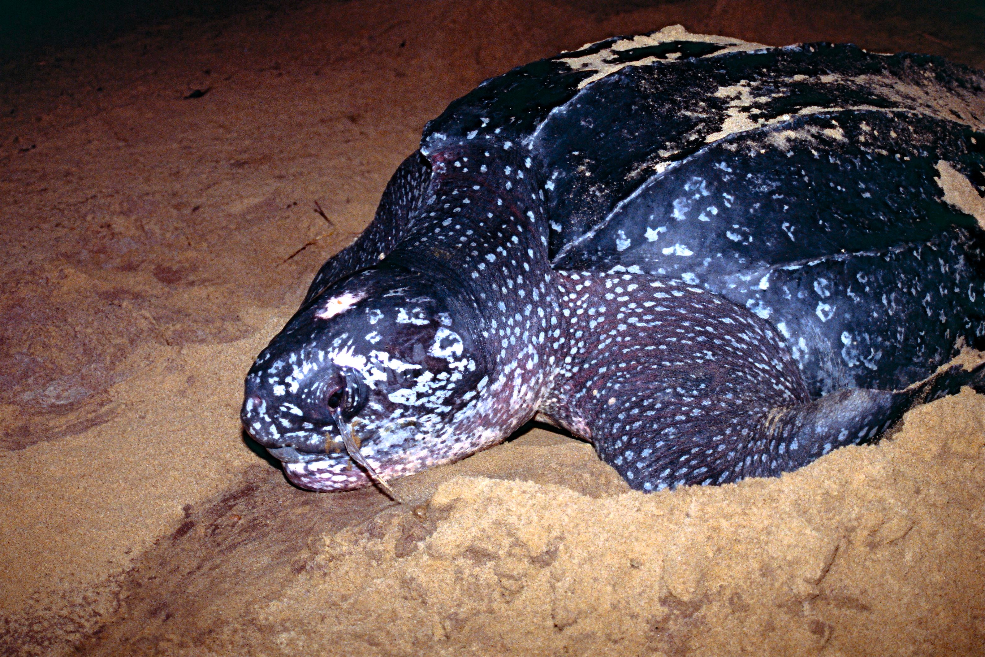 Thumbnail 8 Dermochelys coriacea