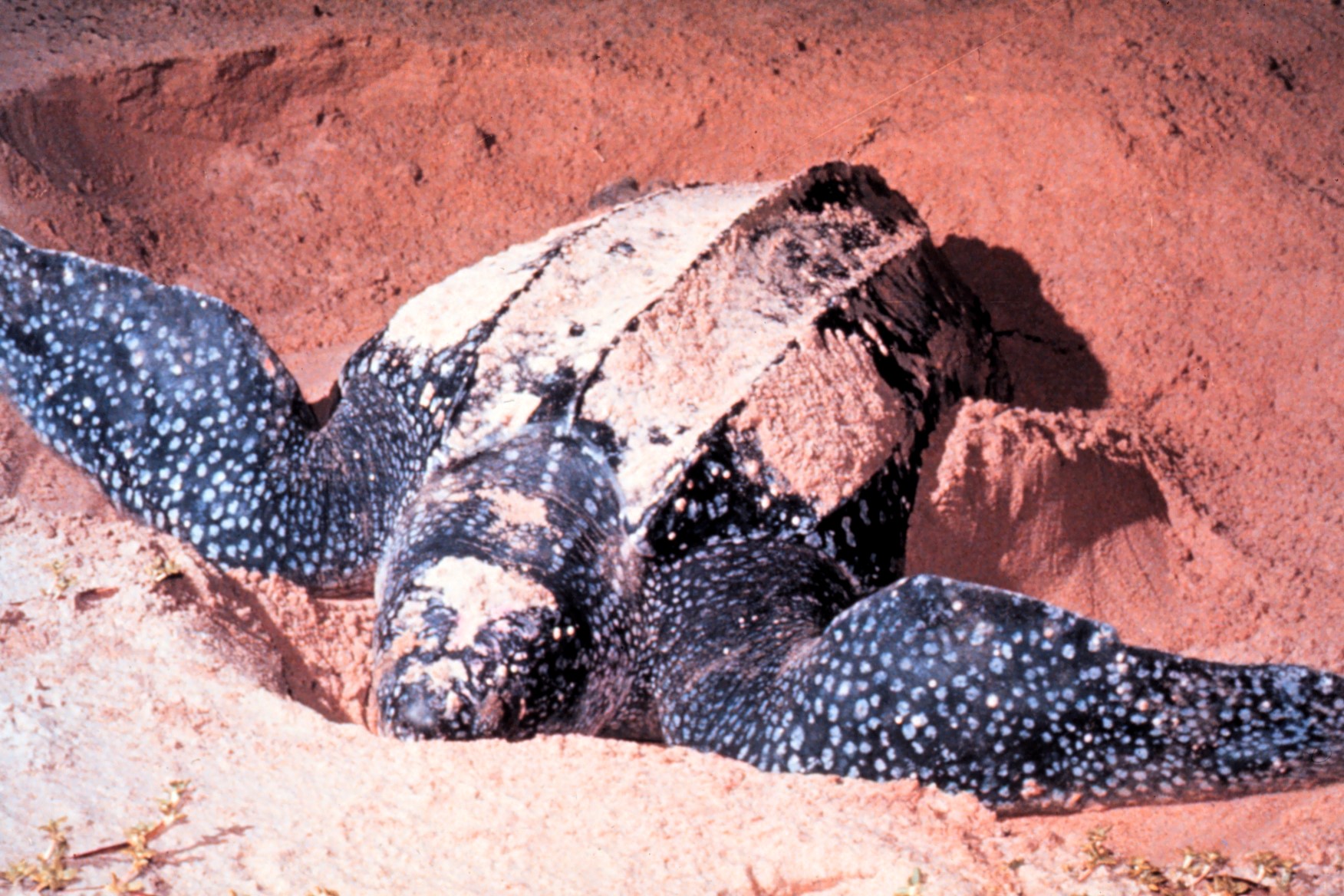 Thumbnail 9 Dermochelys coriacea