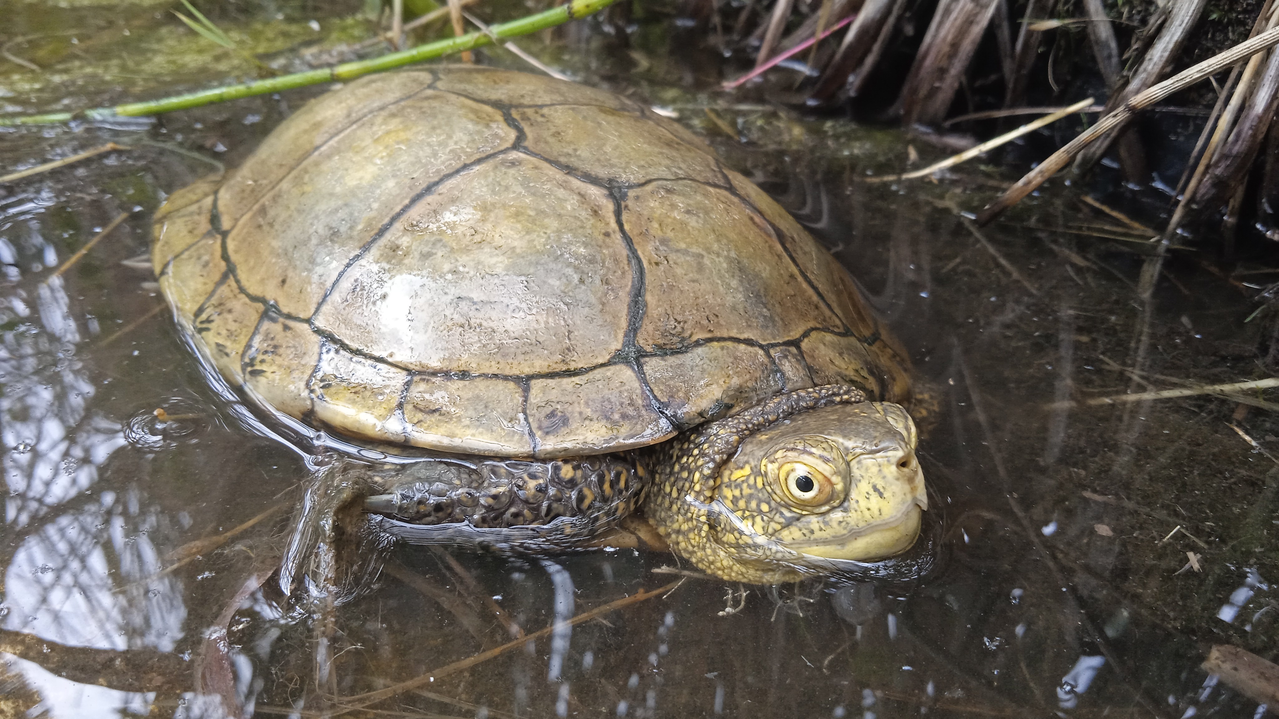 Thumbnail 4 Emys orbicularis